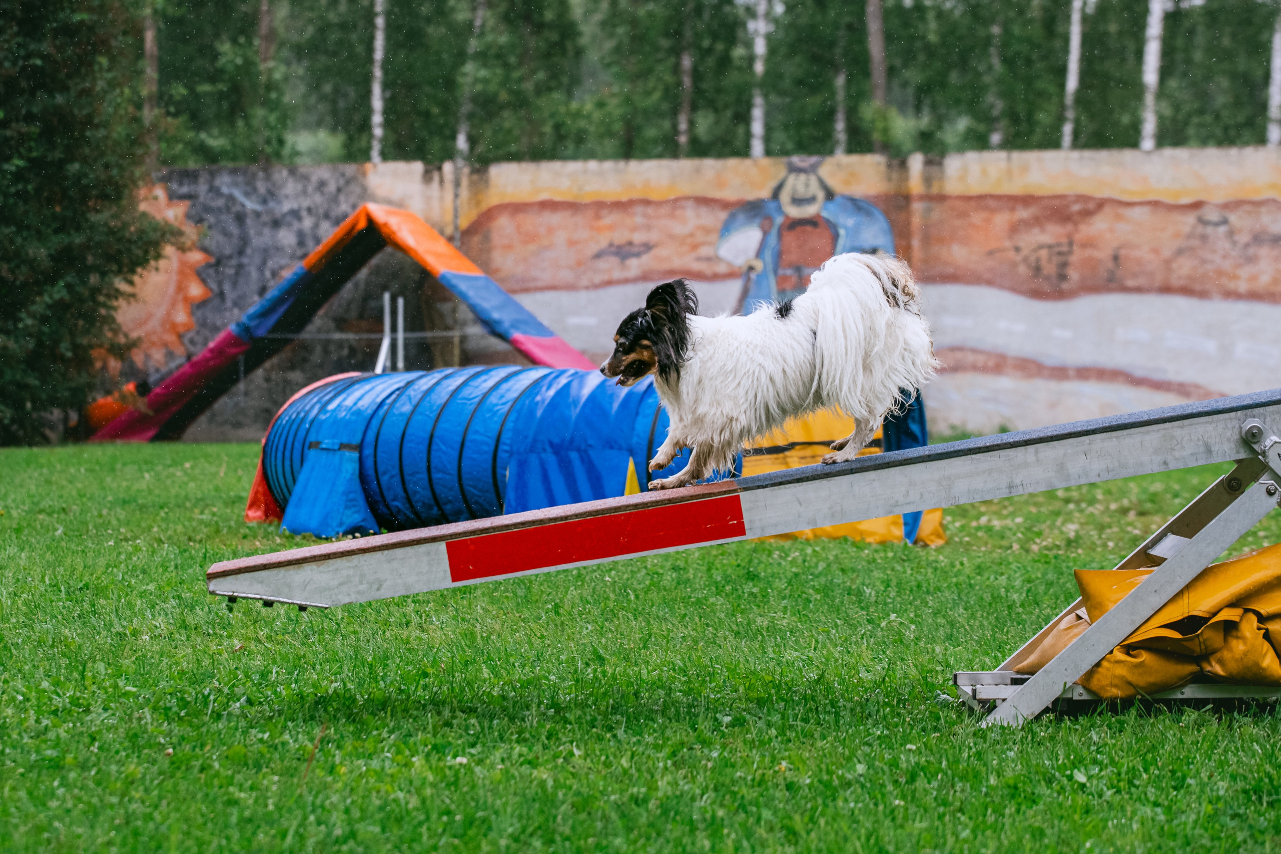 Соревнования по аджилити Долгопрудный 30.06.2025. Фотограф-анималист Татьяна Степанова