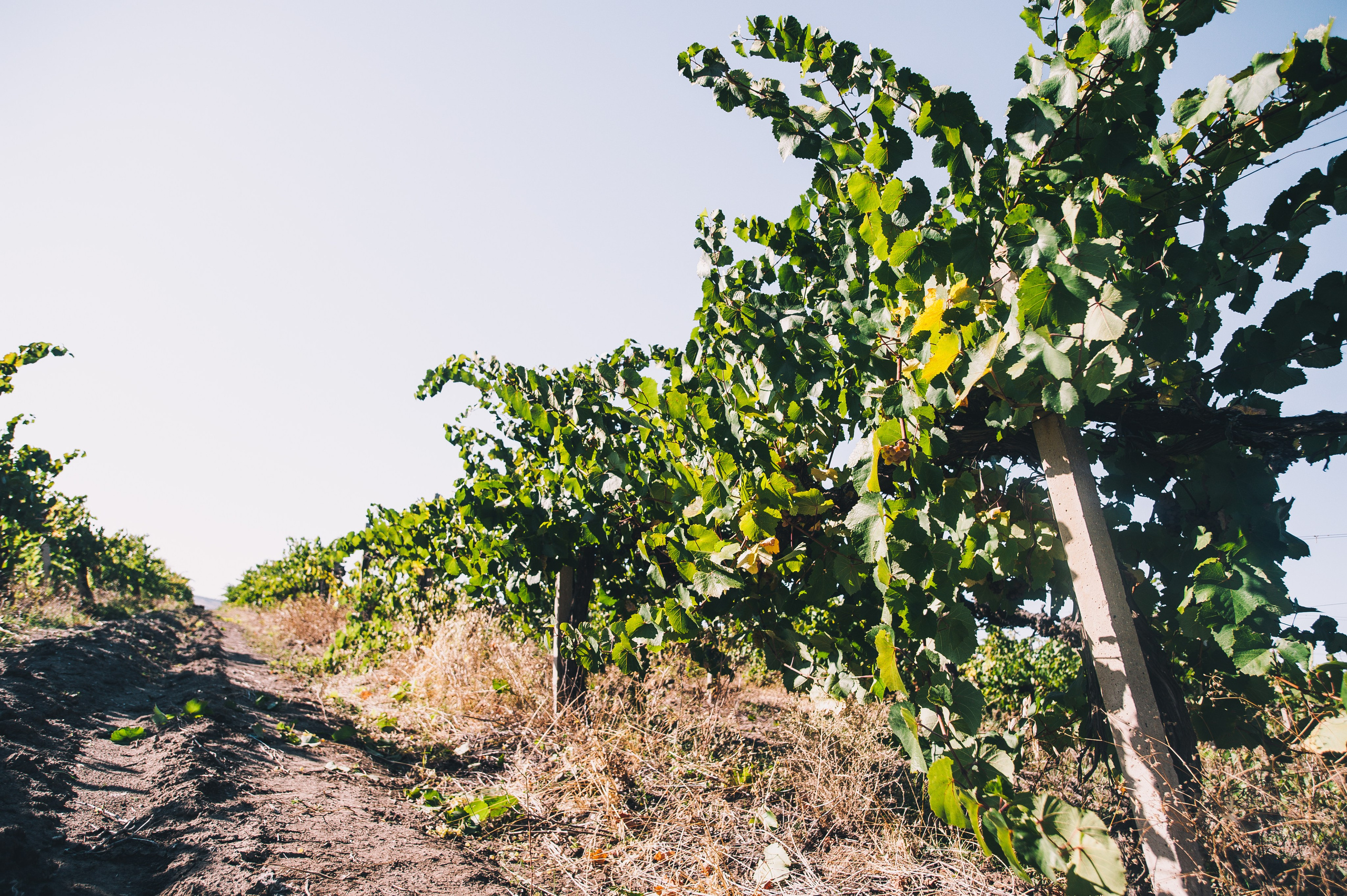 COMMERCIAL. Анна Ульянова