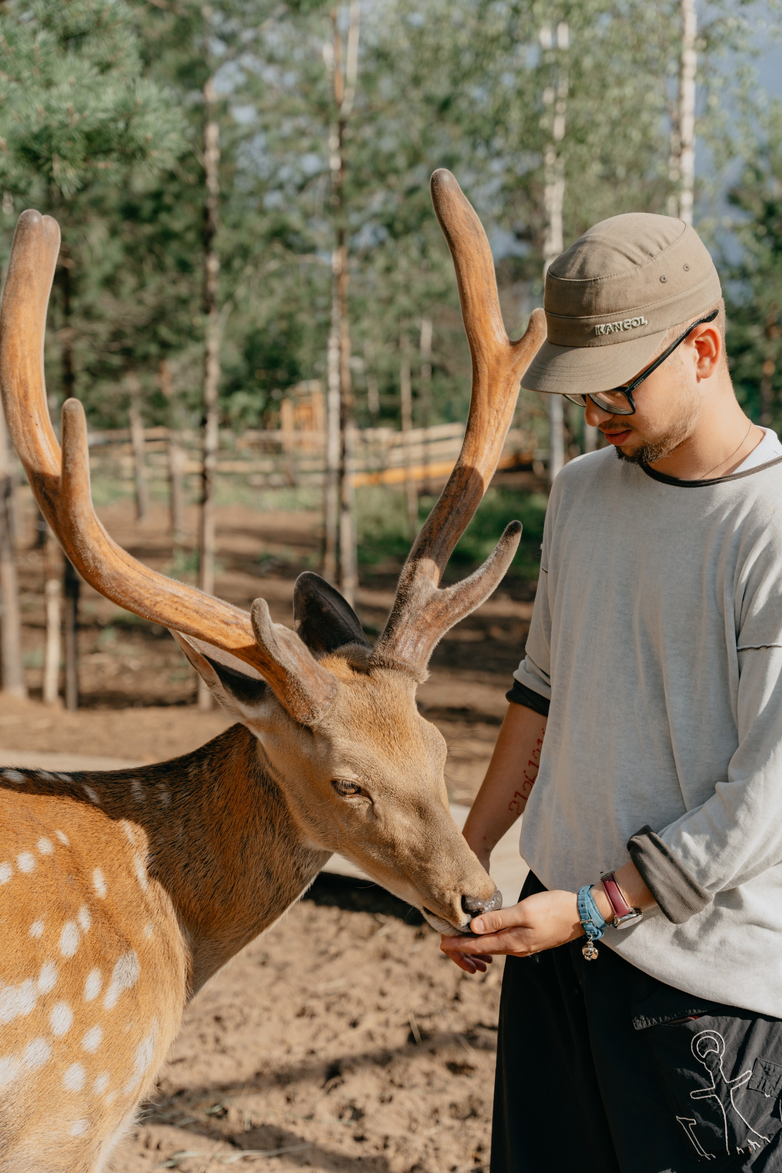 В гости к оленям