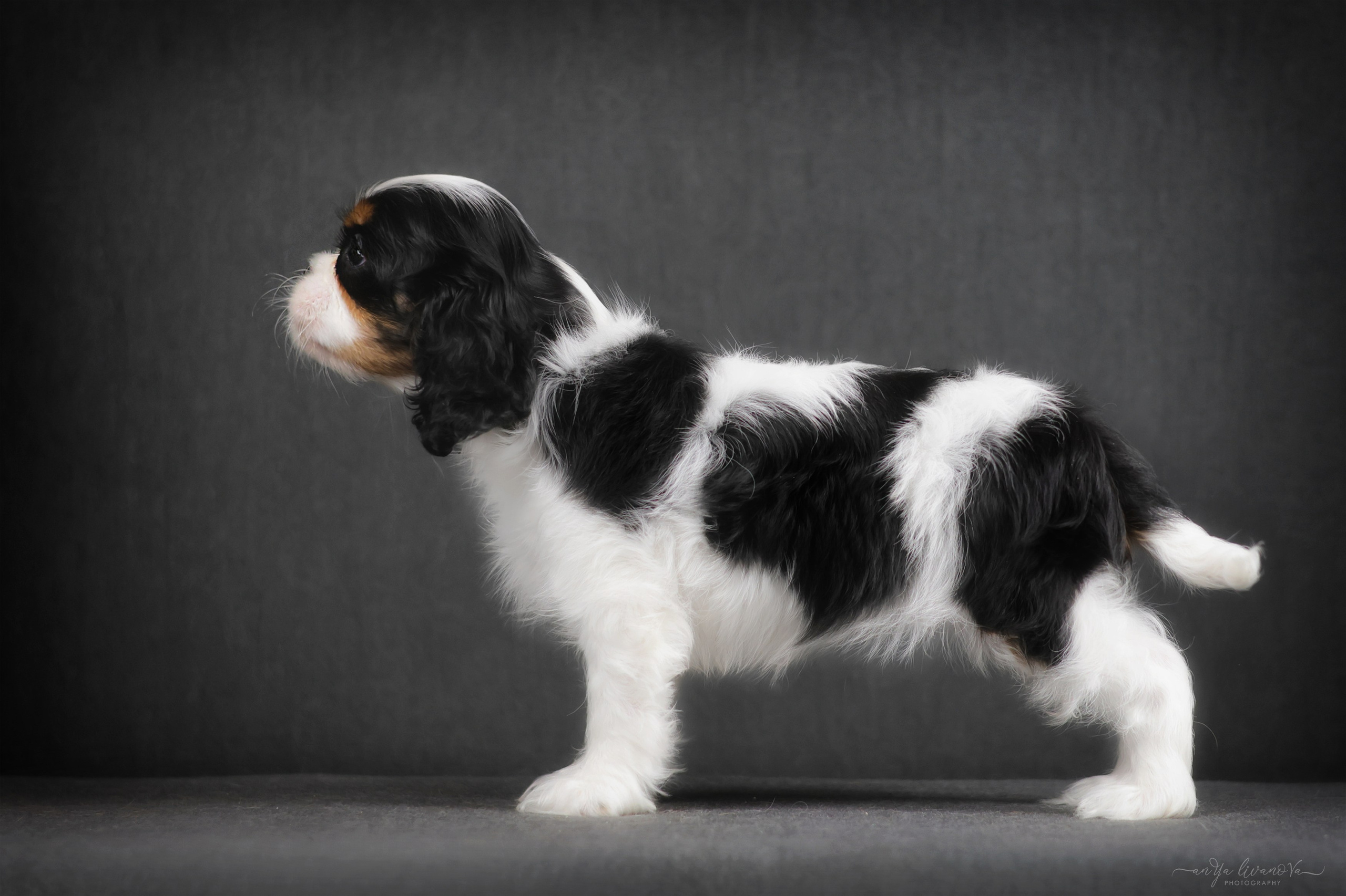 Кавалерчики. Фотограф анималист Аня Ливанова | Рыбинск