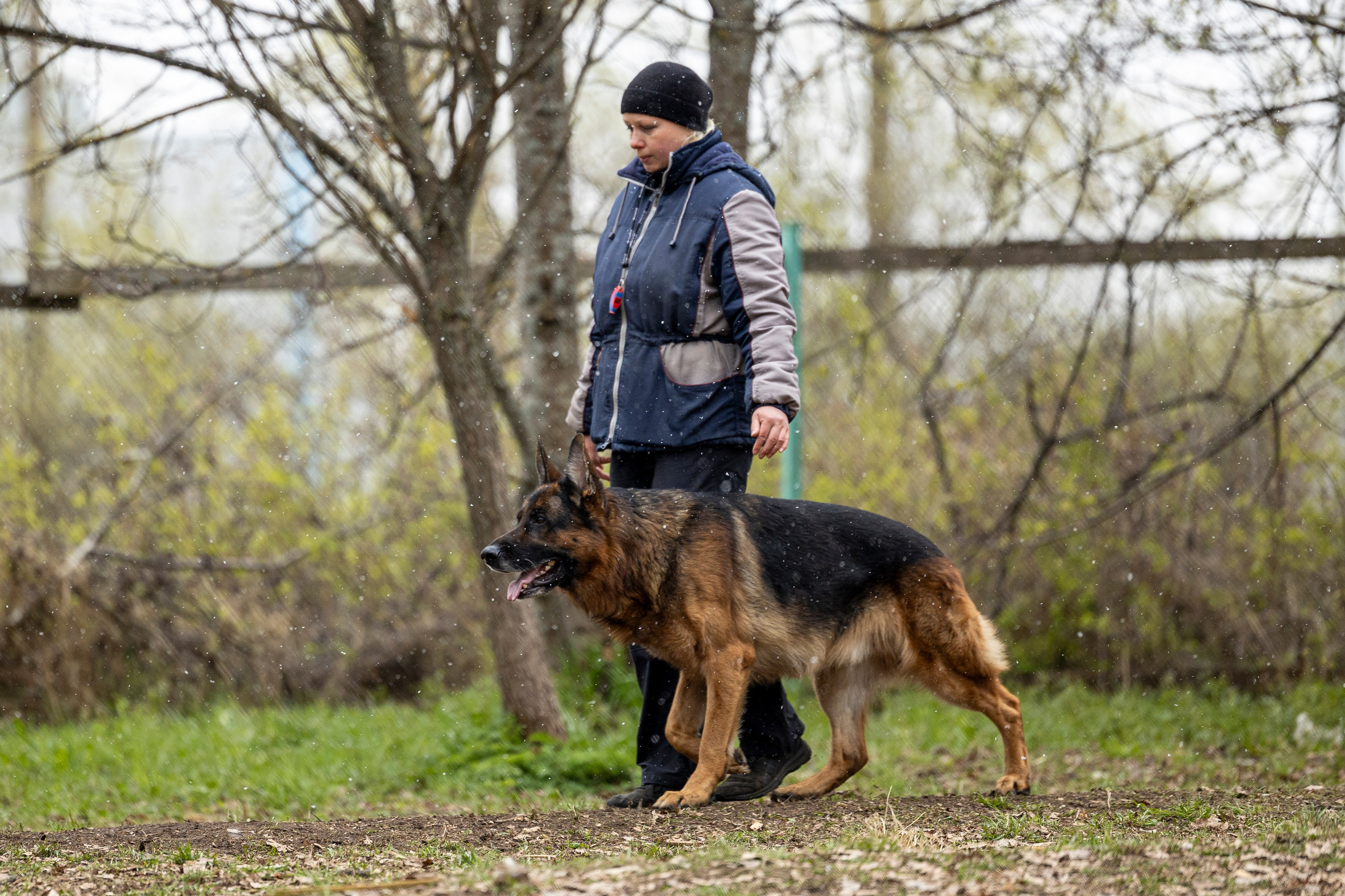 Квалификационные состязания по мондьорингу г. Вологда 11.05.24. Фотограф-анималист Анна Маринич