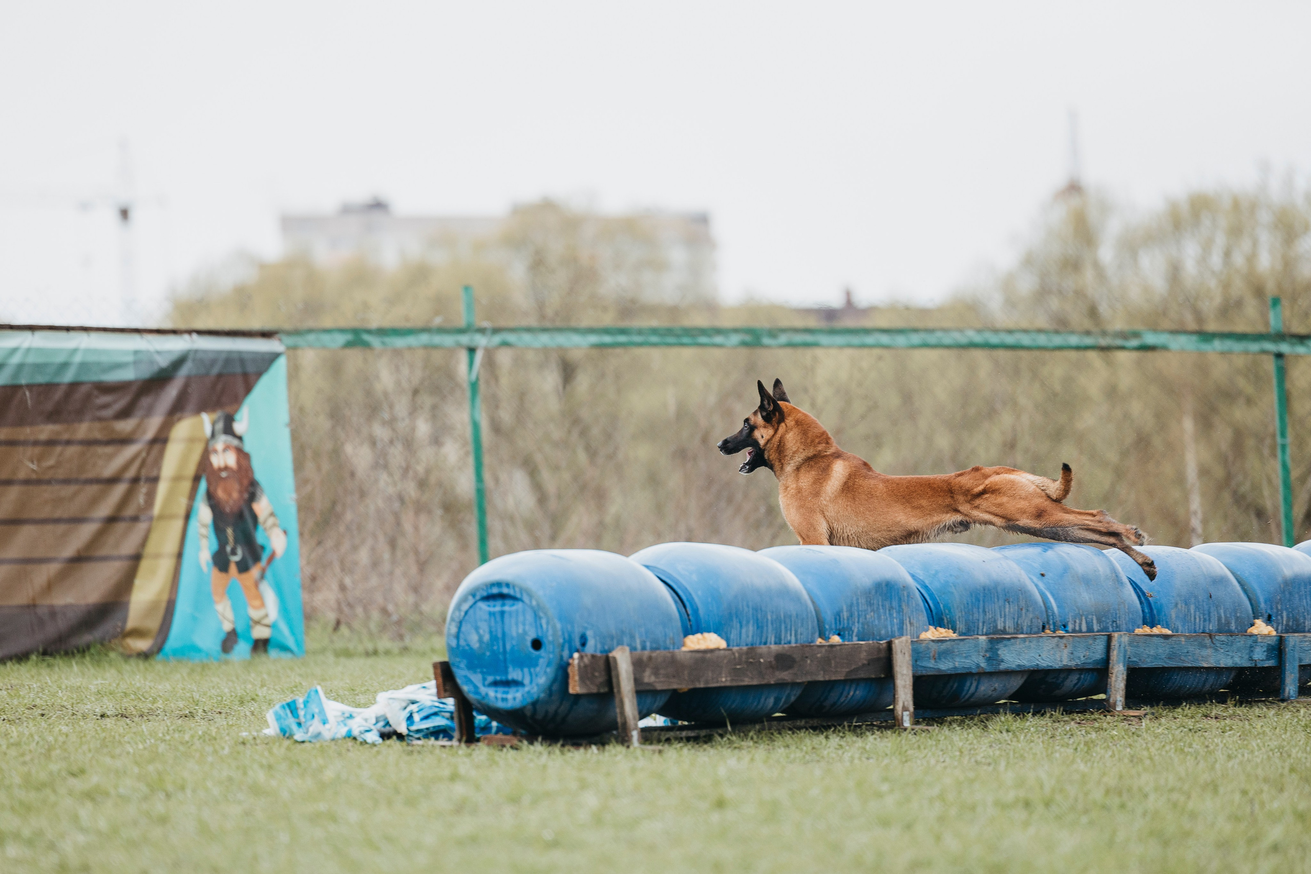 09.05.25 Вологда соревнования. Фотограф-анималист Анна Маринич