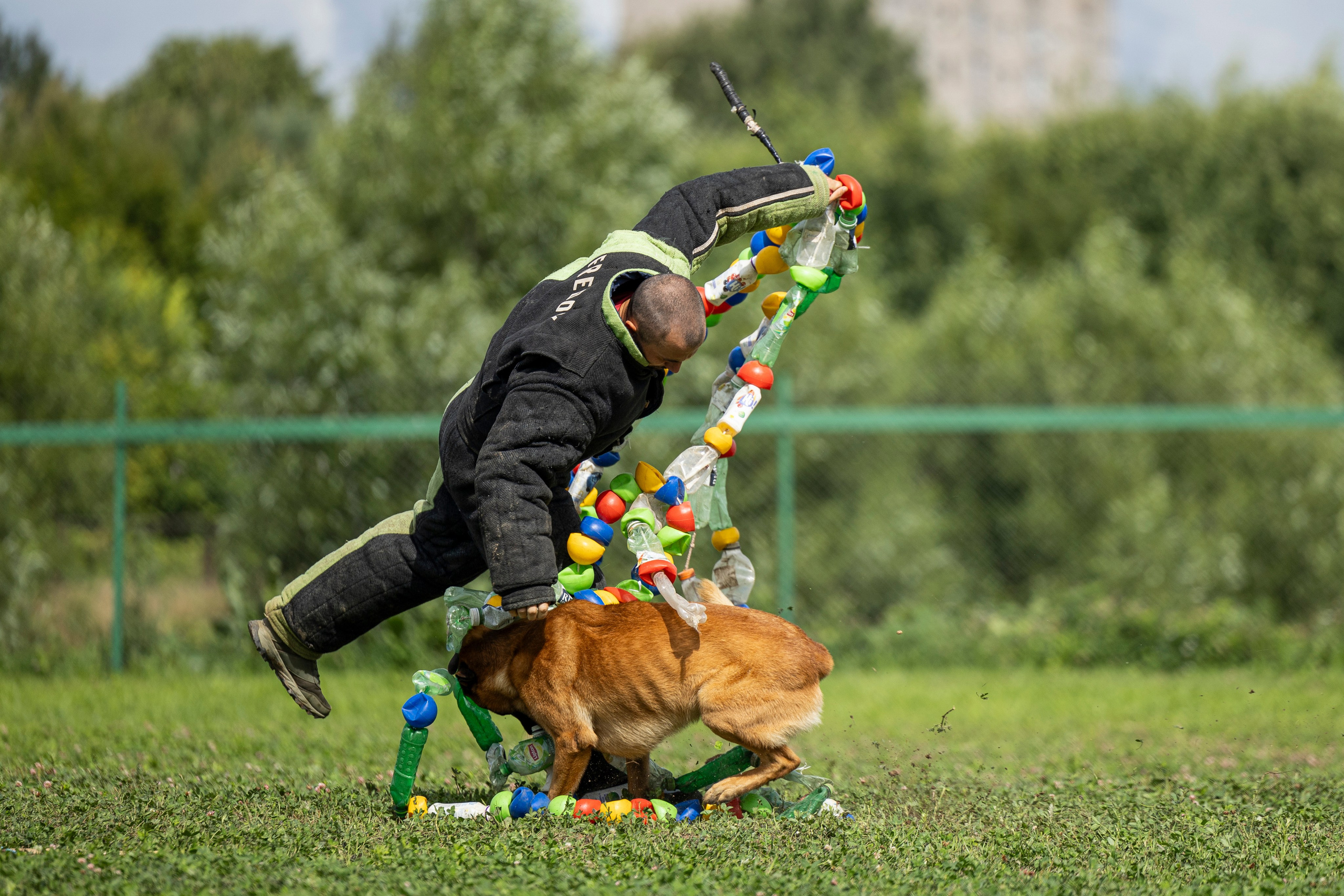 Соревнования по Мондьорингу г. Вологда 10-11.08.2024. Фотограф-анималист Анна Маринич