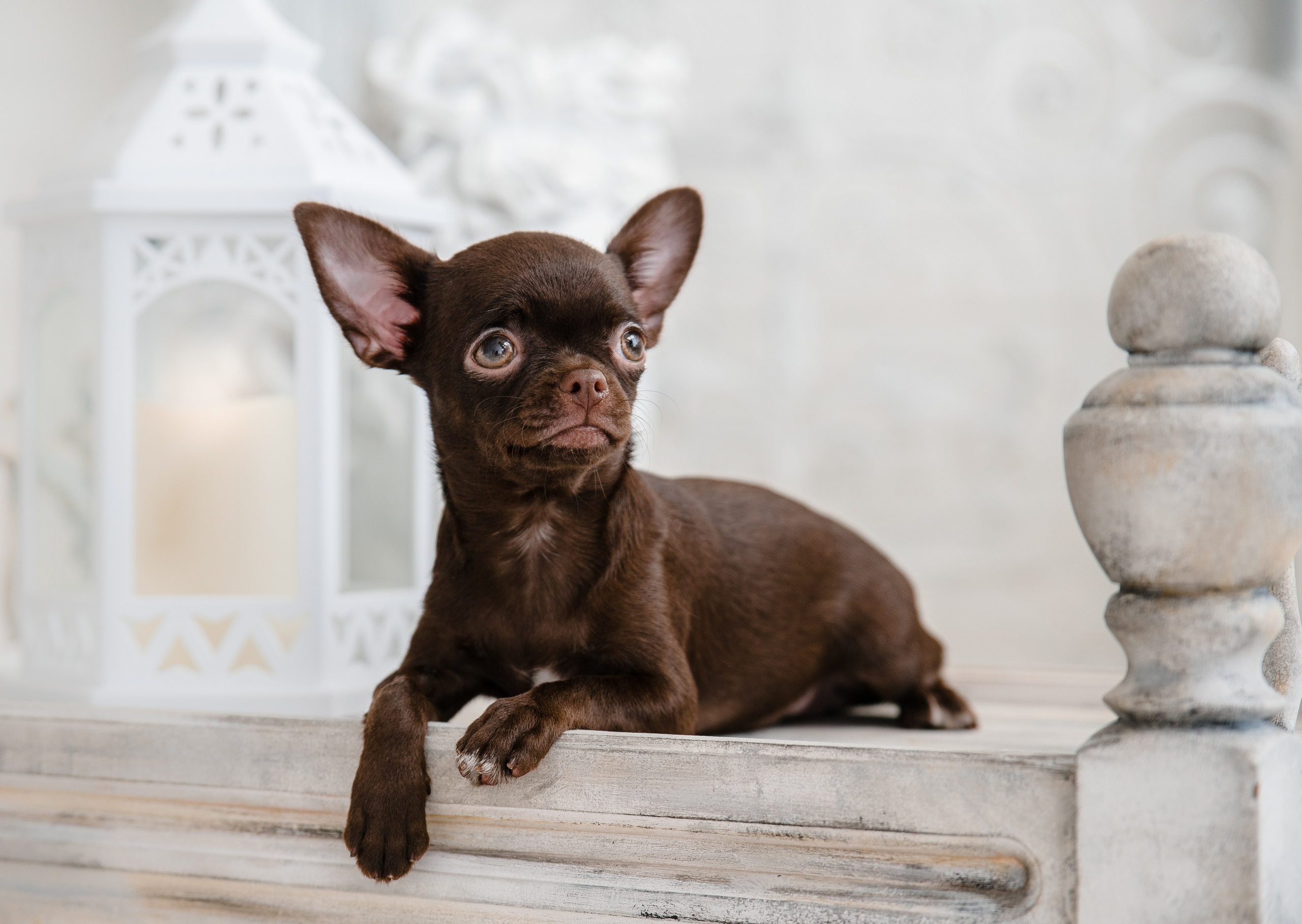 Чихуа Ахуа студия. Главная