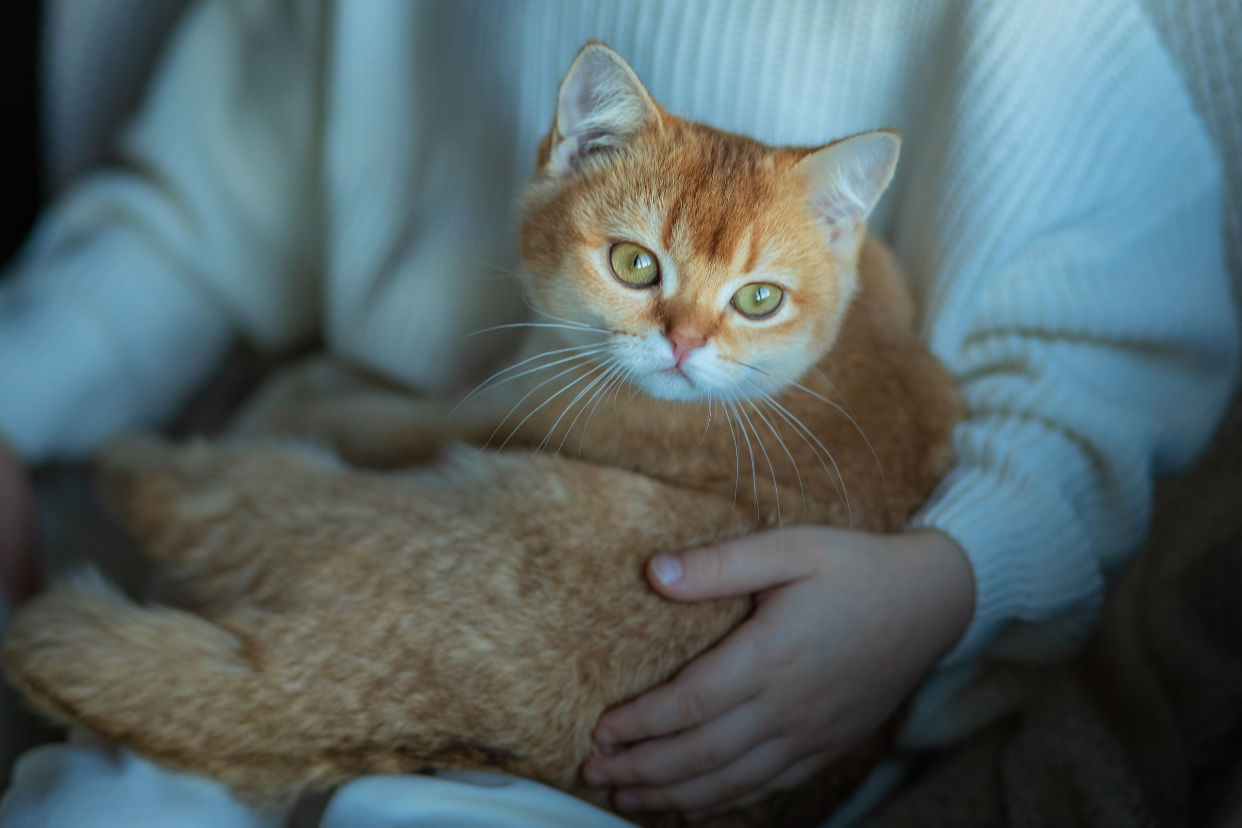 Детская фотосессия с котятками в студии в СПБ