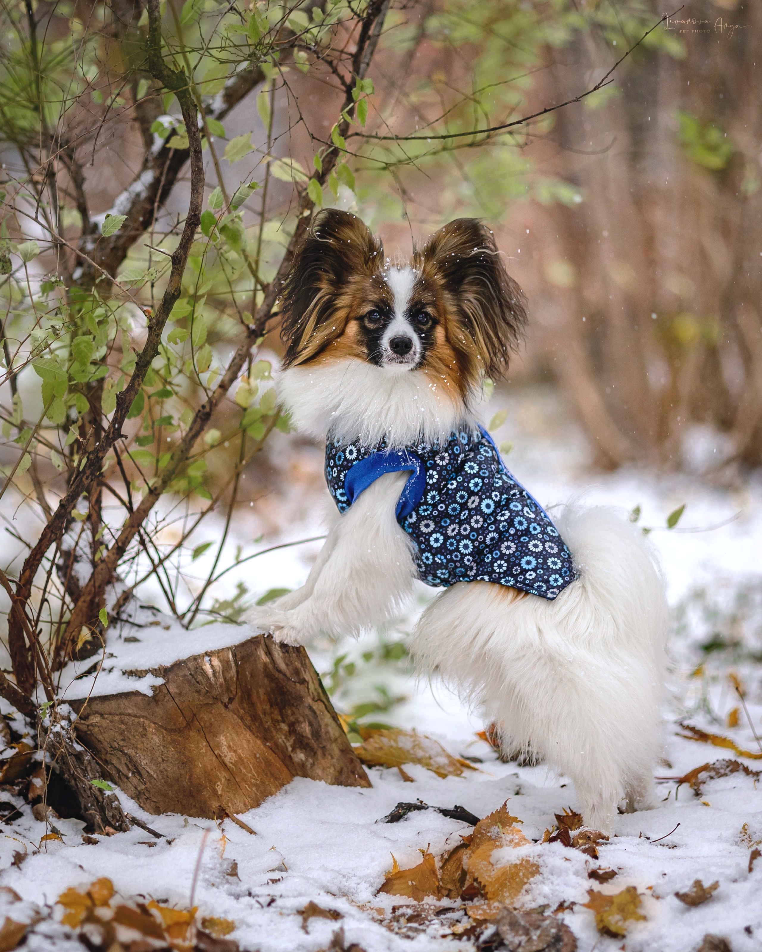 Хьюстон. Фотограф анималист Аня Ливанова | Рыбинск