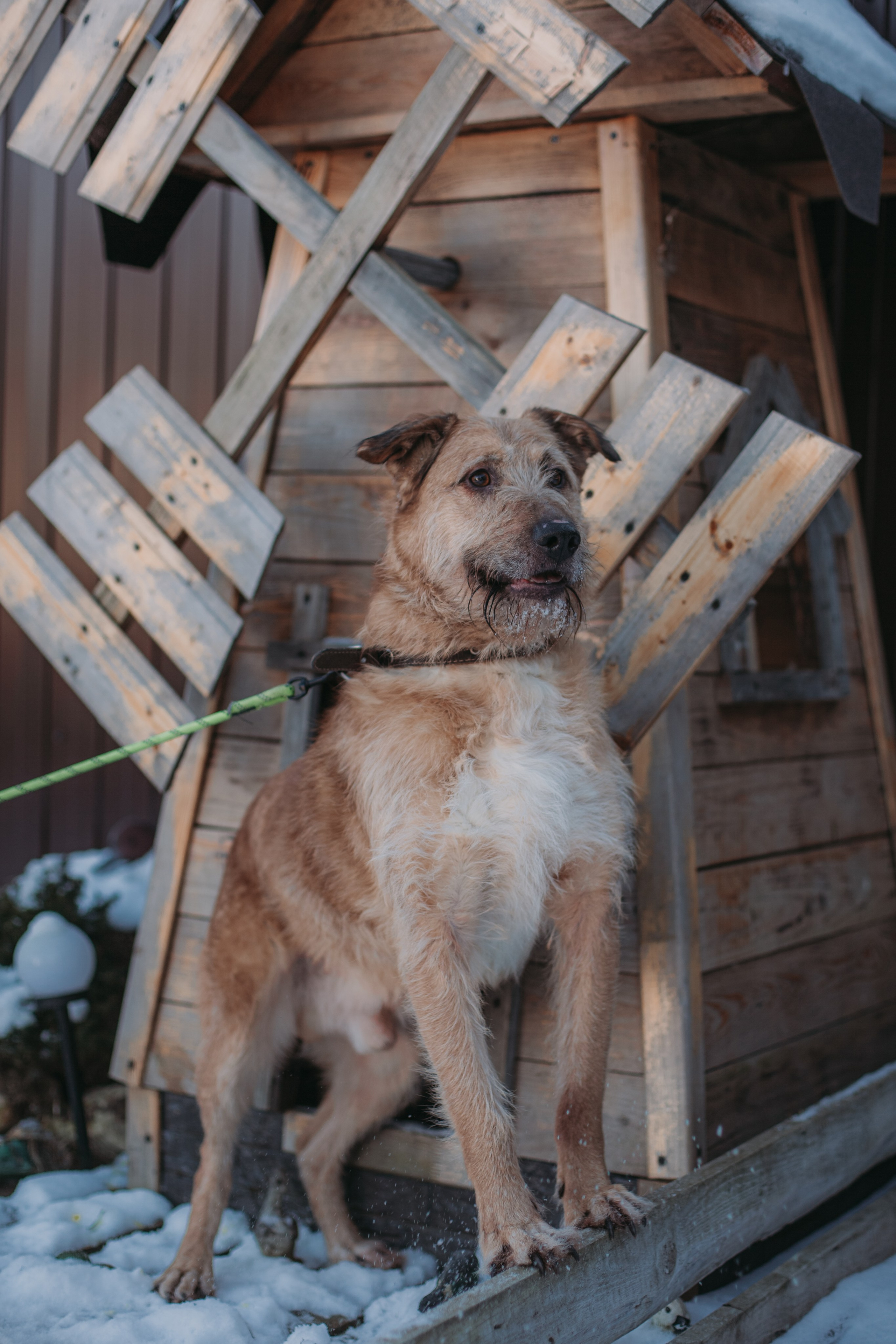 Фотосессии животных. Детский фотограф, фотограф-анималист