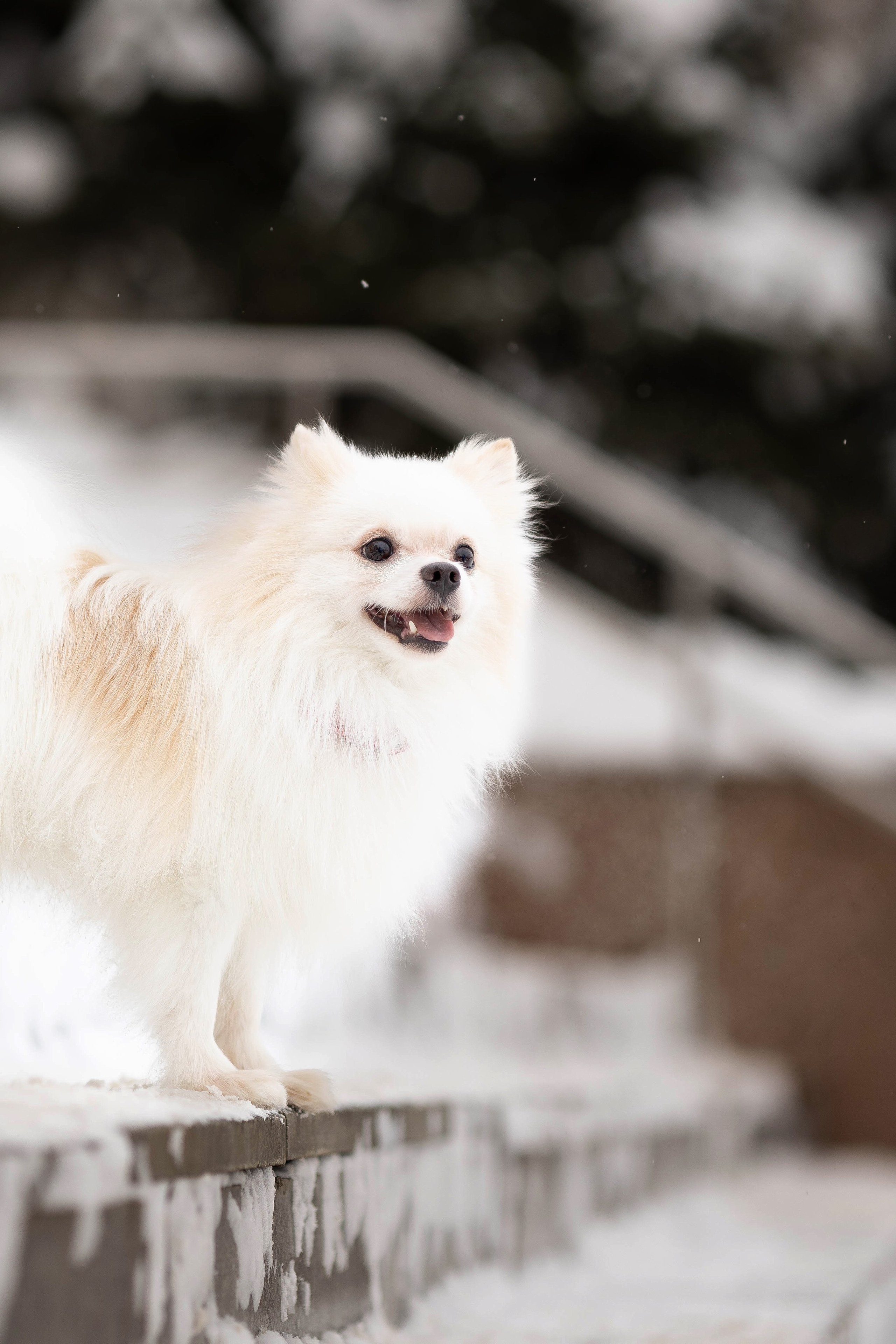 Элина и Чинк. Фотограф Анималист в Перми Анастасия Остерман