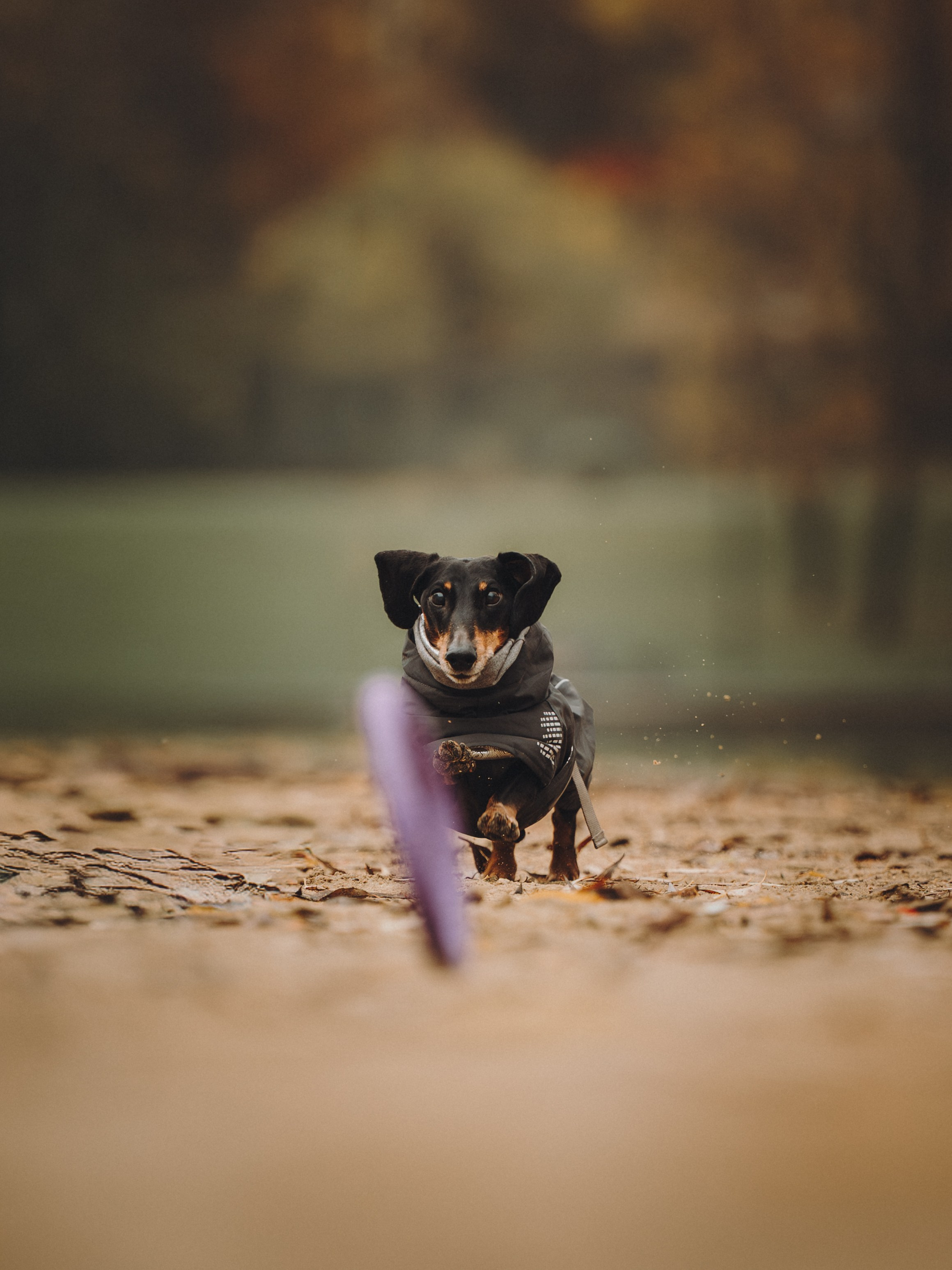 Аня, Оскар и Яр. Семейный фотограф анималист Ананьева Мария — Москва