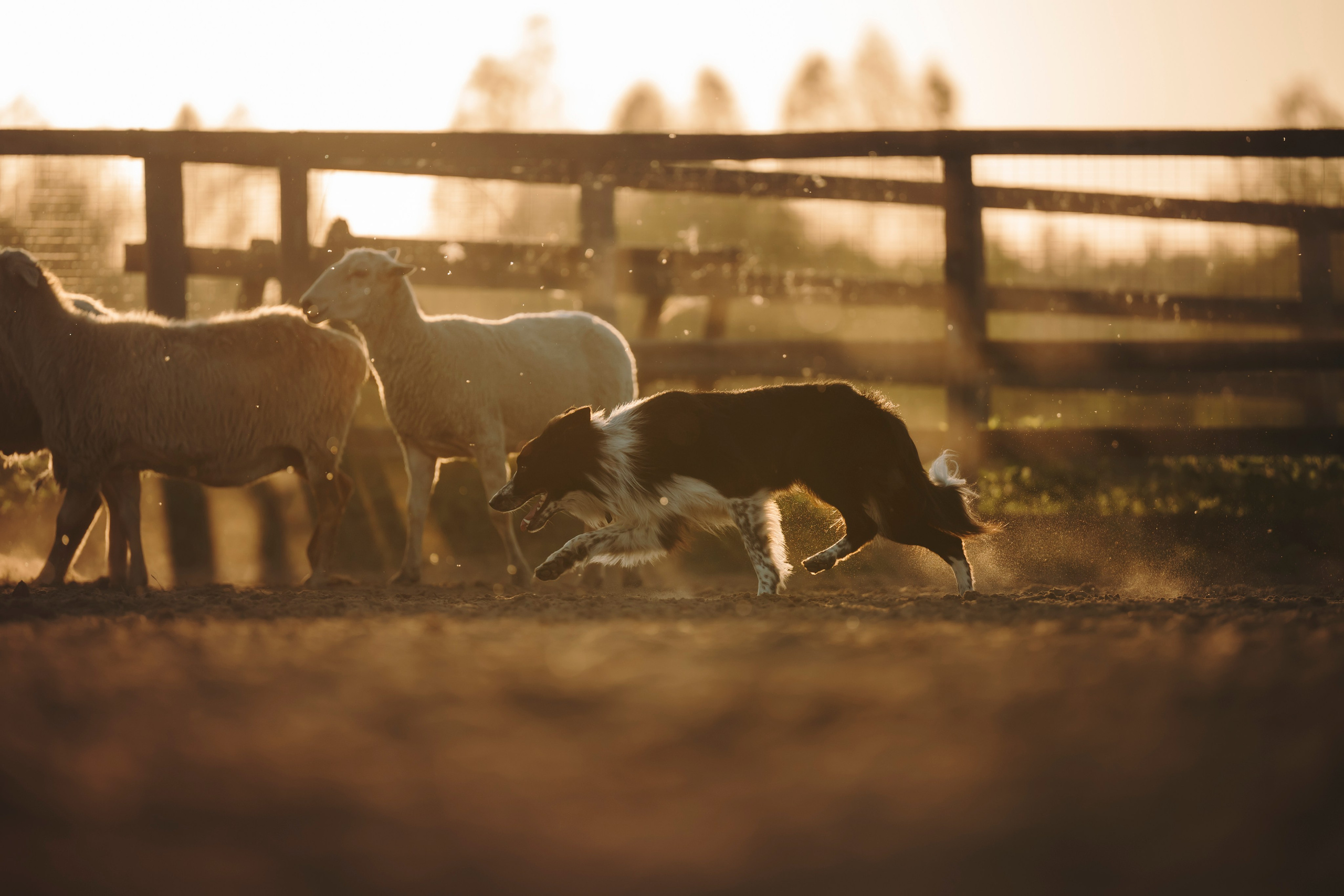 Пастьба. Семейный фотограф анималист Ананьева Мария — Москва