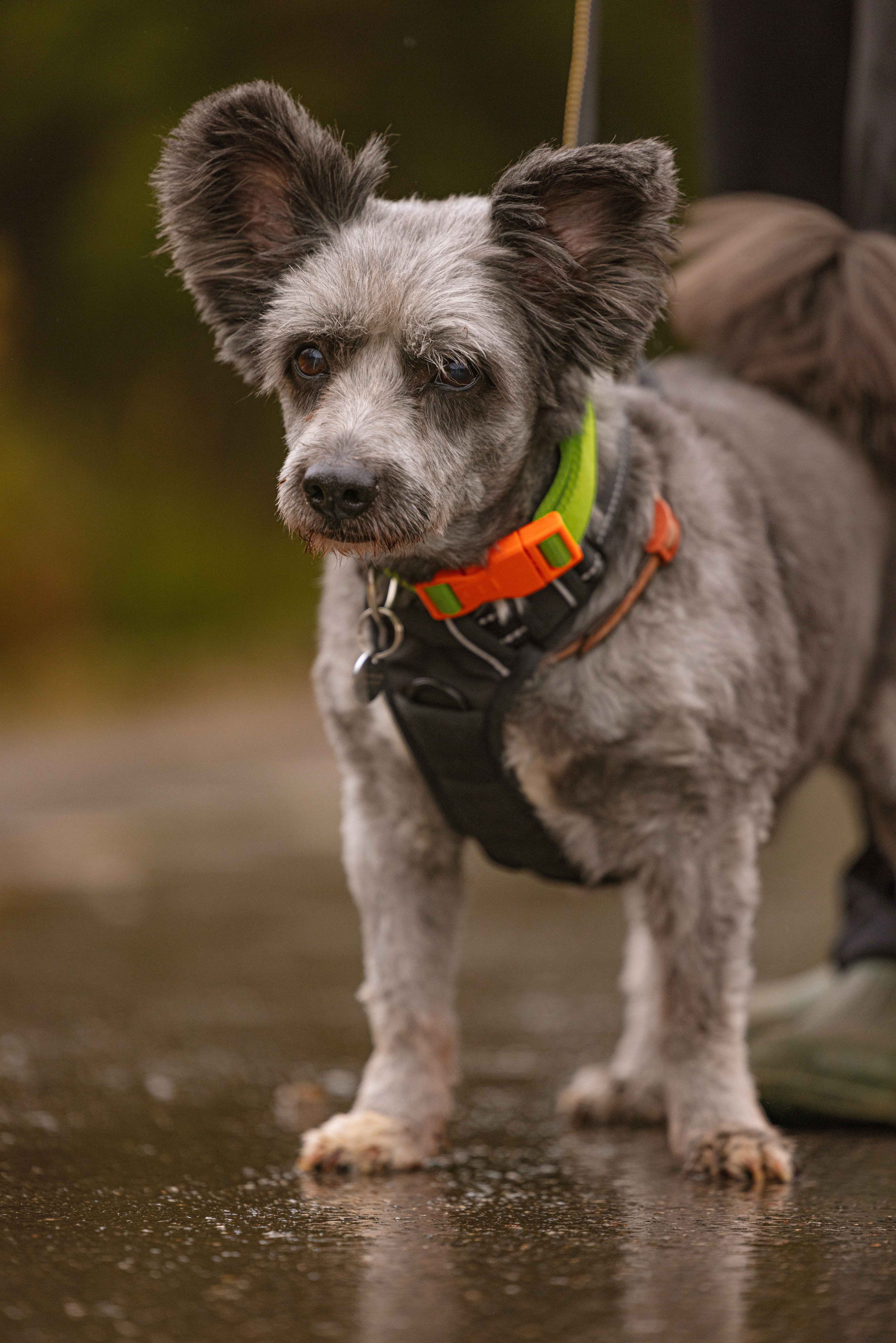 Передержка. Фотограф-анималист в Москве Лера Черноног