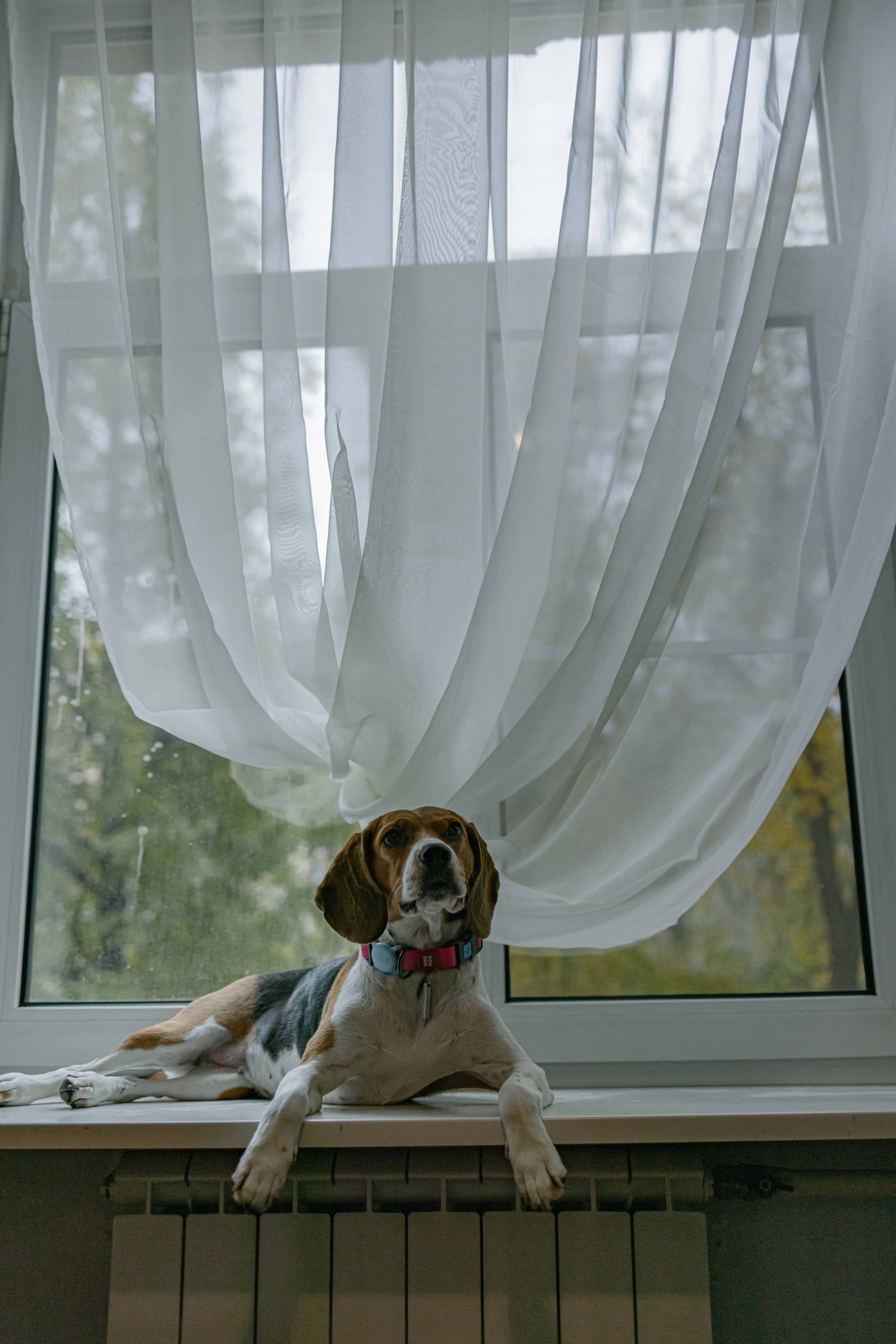 Света и Ива. Фотограф-анималист в Москве Лера Черноног