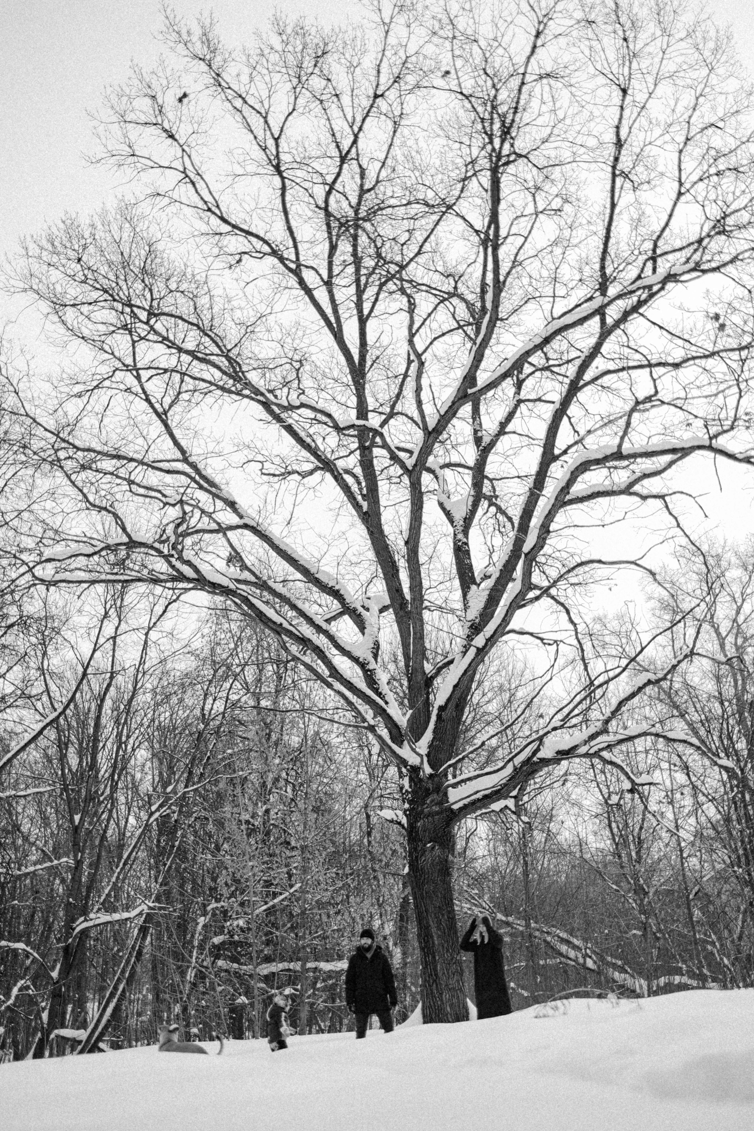 Свобода и ее семья. Фотограф-анималист в Москве Лера Черноног