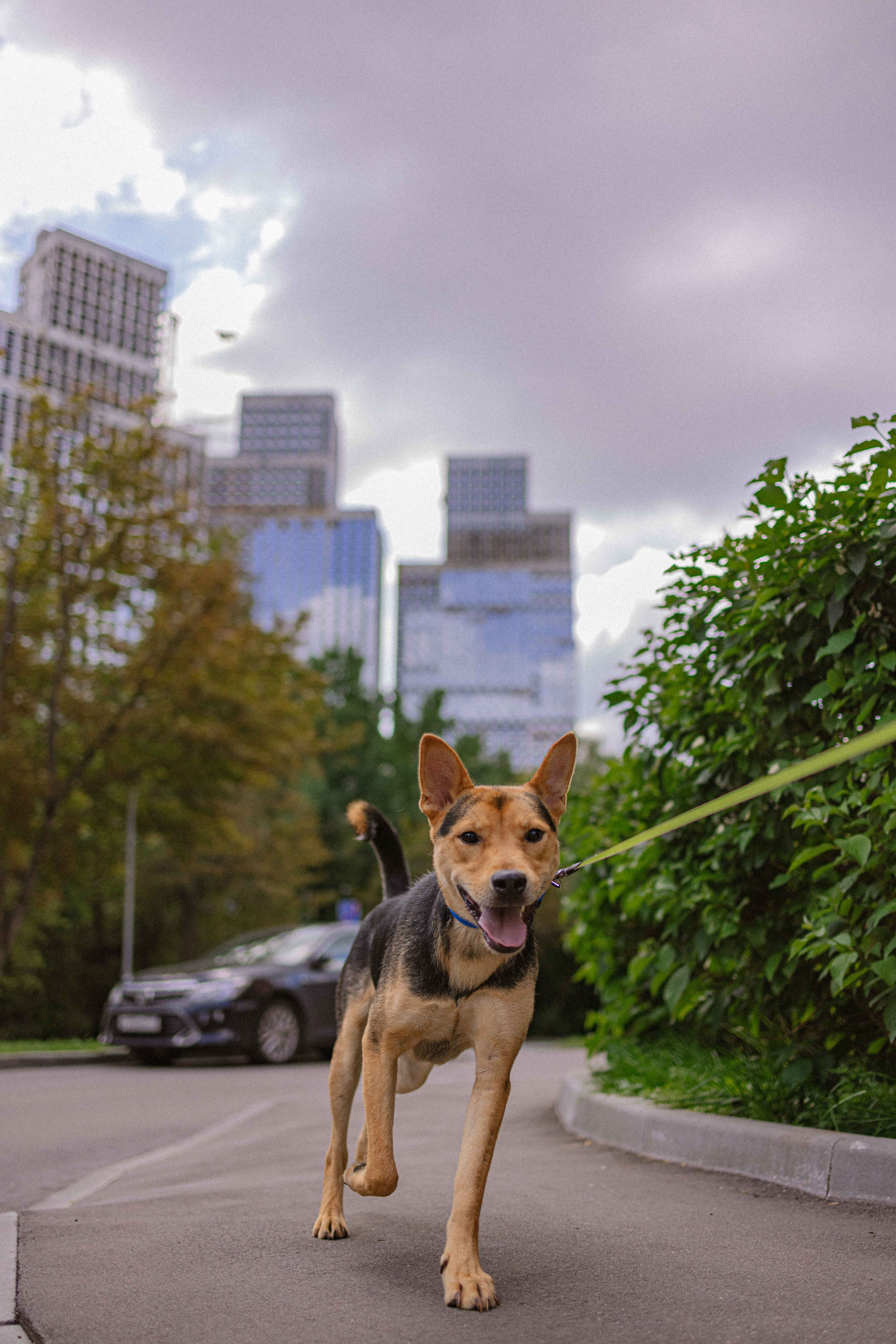 Джеки. Фотограф-анималист в Москве Лера Черноног