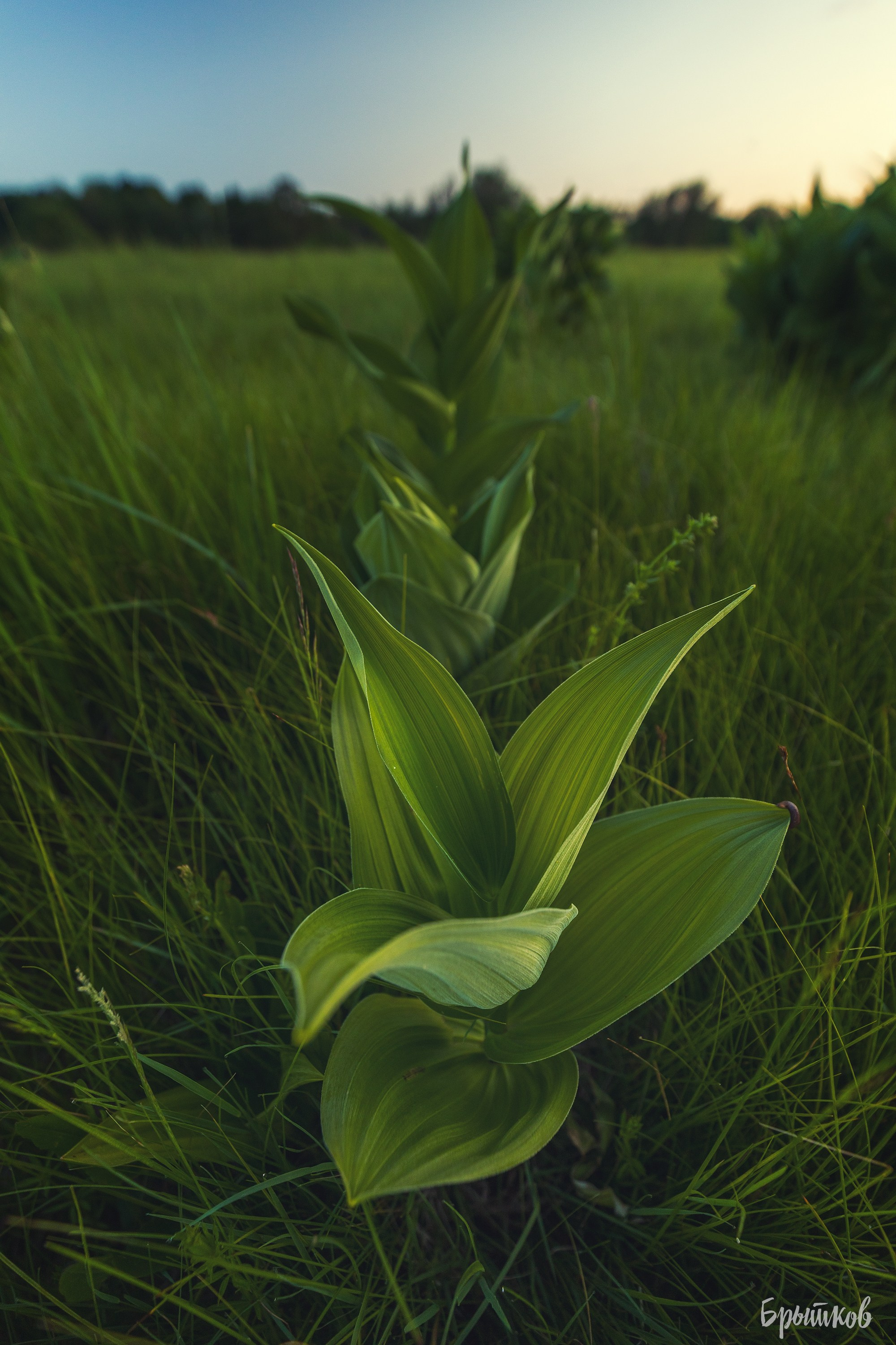 Поля. Чемерица Лобеля. Николай Брытков — фотограф в Туле