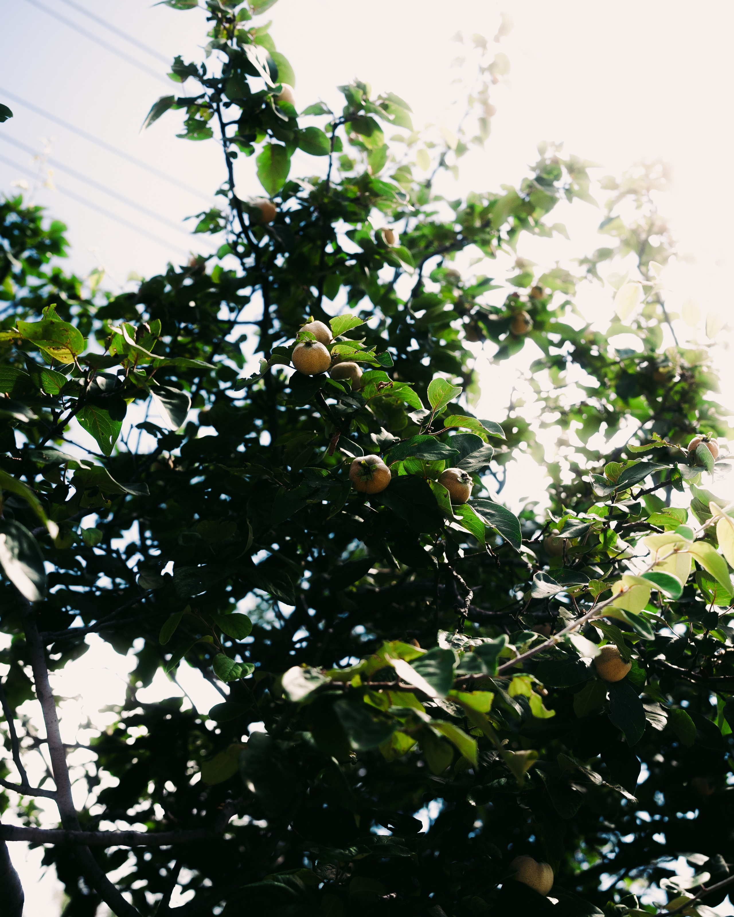 Dagestan / Yandex 360 x КУДА ГЛАЗА ГЛЯДЯТ