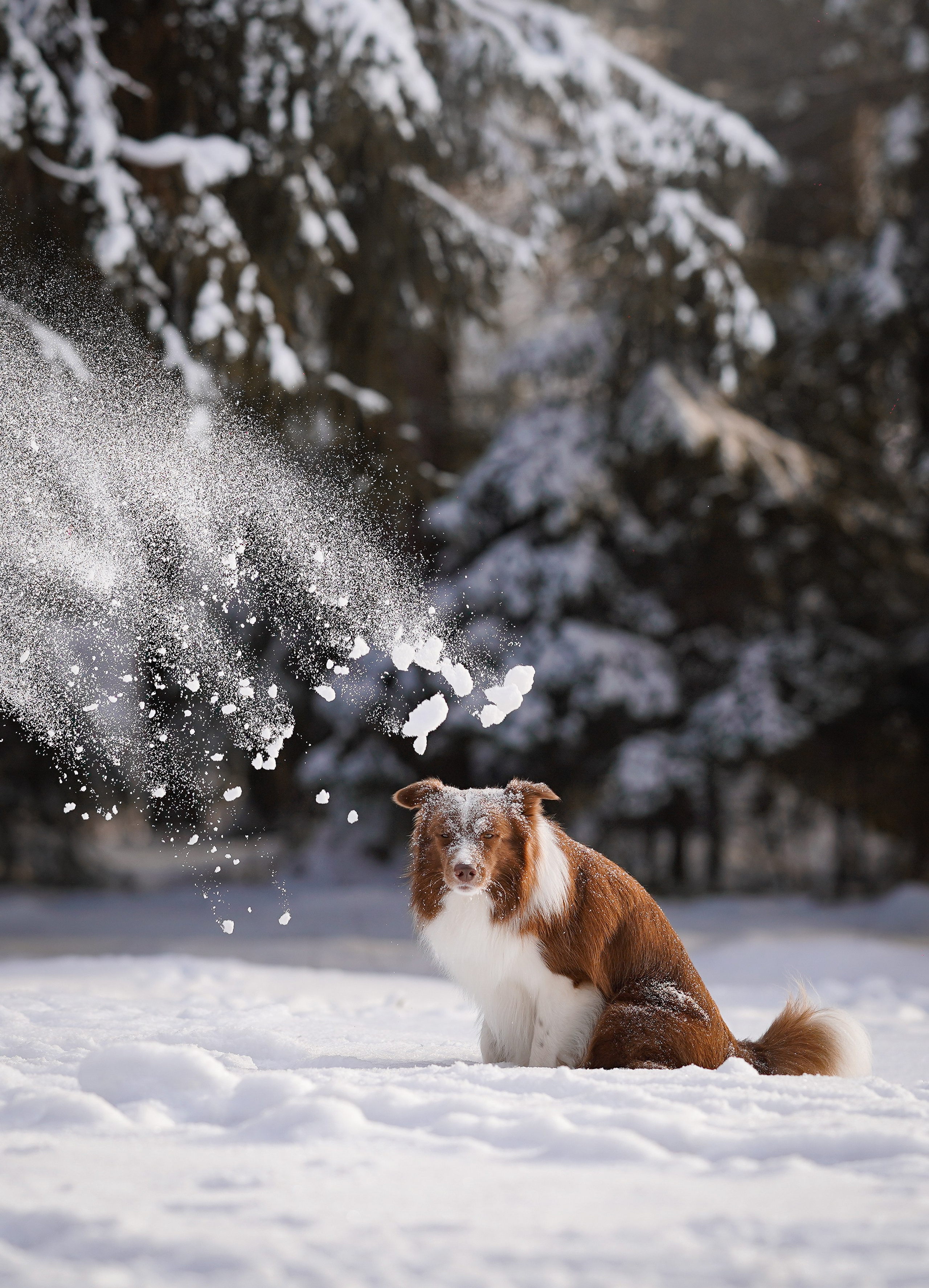 Катя и Ская. Фотограф-анималист в Санкт-Петербурге Яна Мартынова