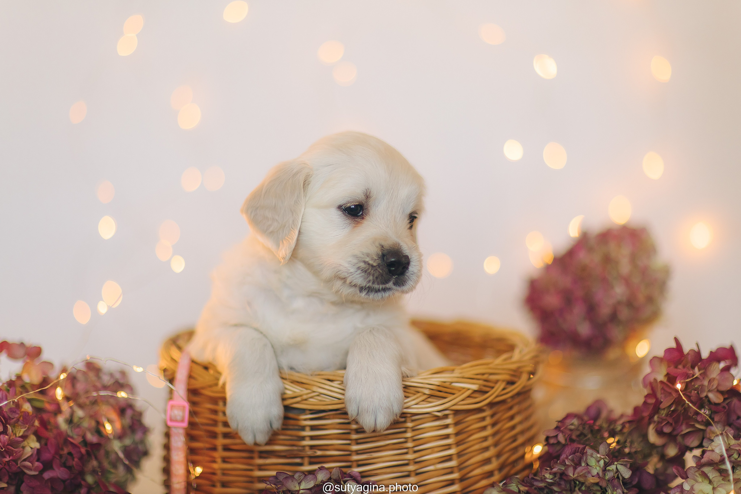 Белая лента. Свадебный и женский фотограф