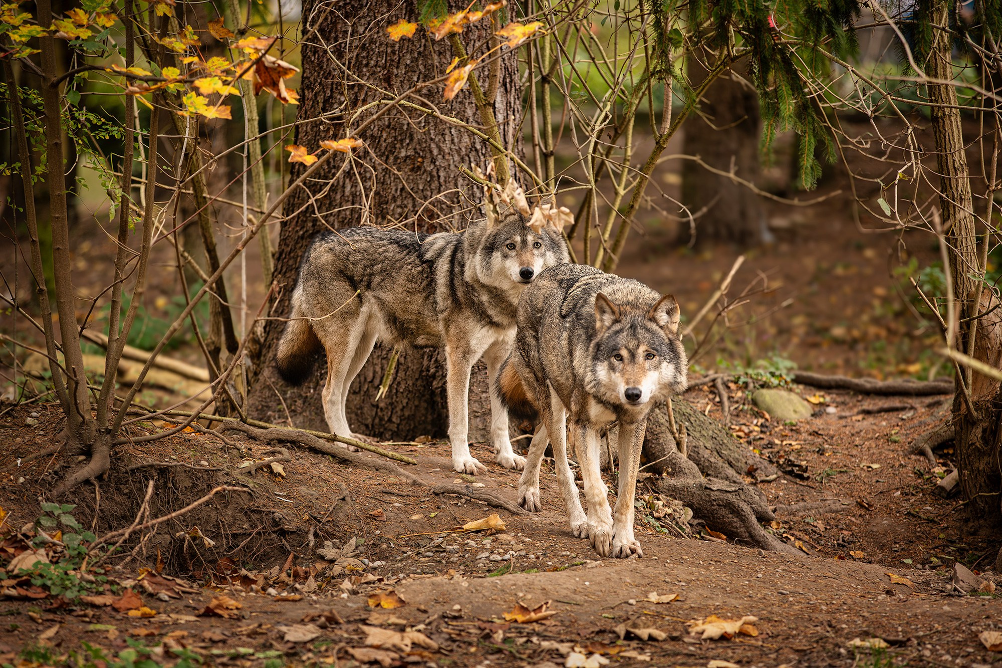 ЗООПАРК. Фотограф Владимир Остапенко