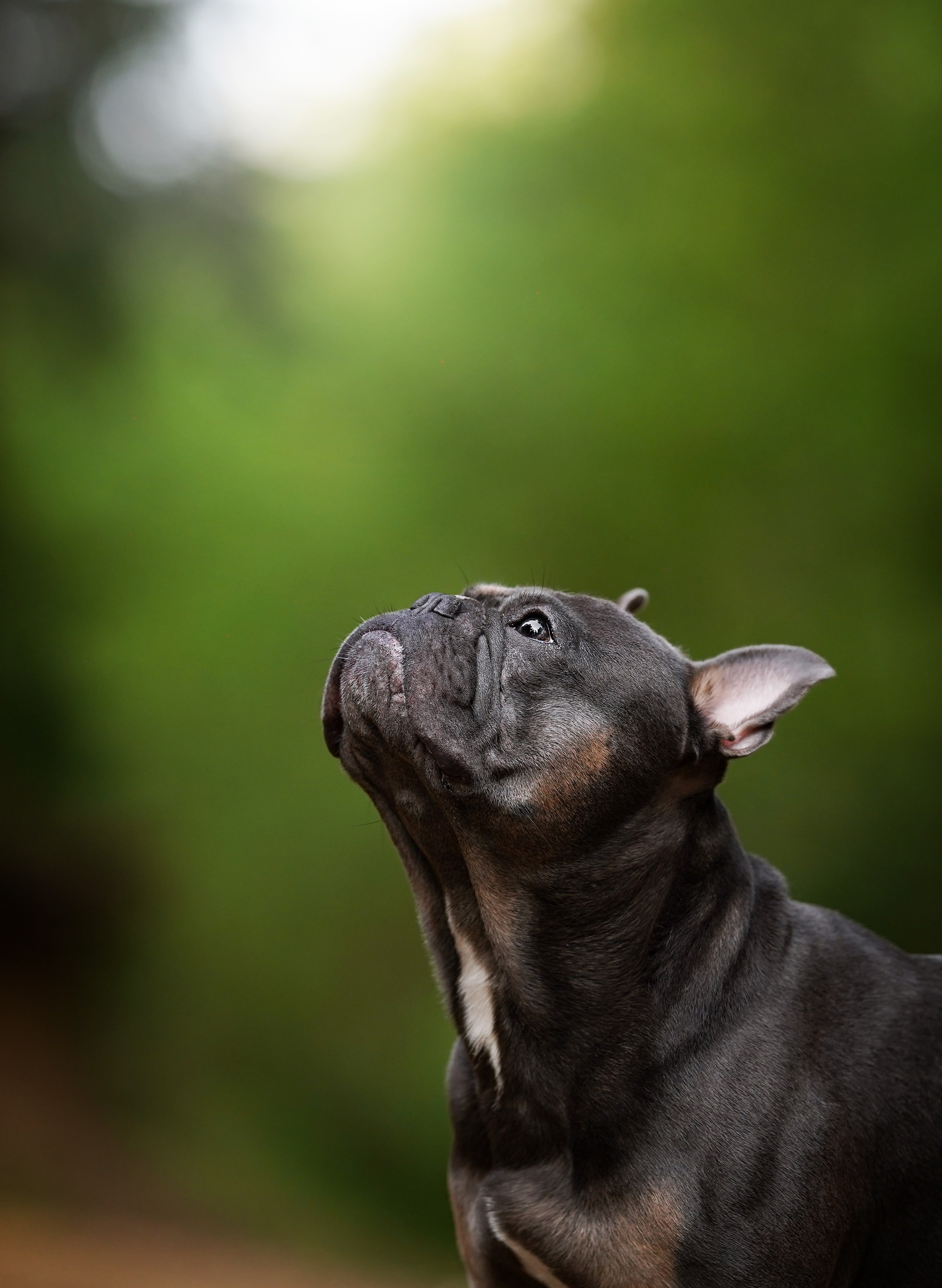 Юлия Петя и Моника. Фотограф-анималист в Санкт-Петербурге Яна Мартынова