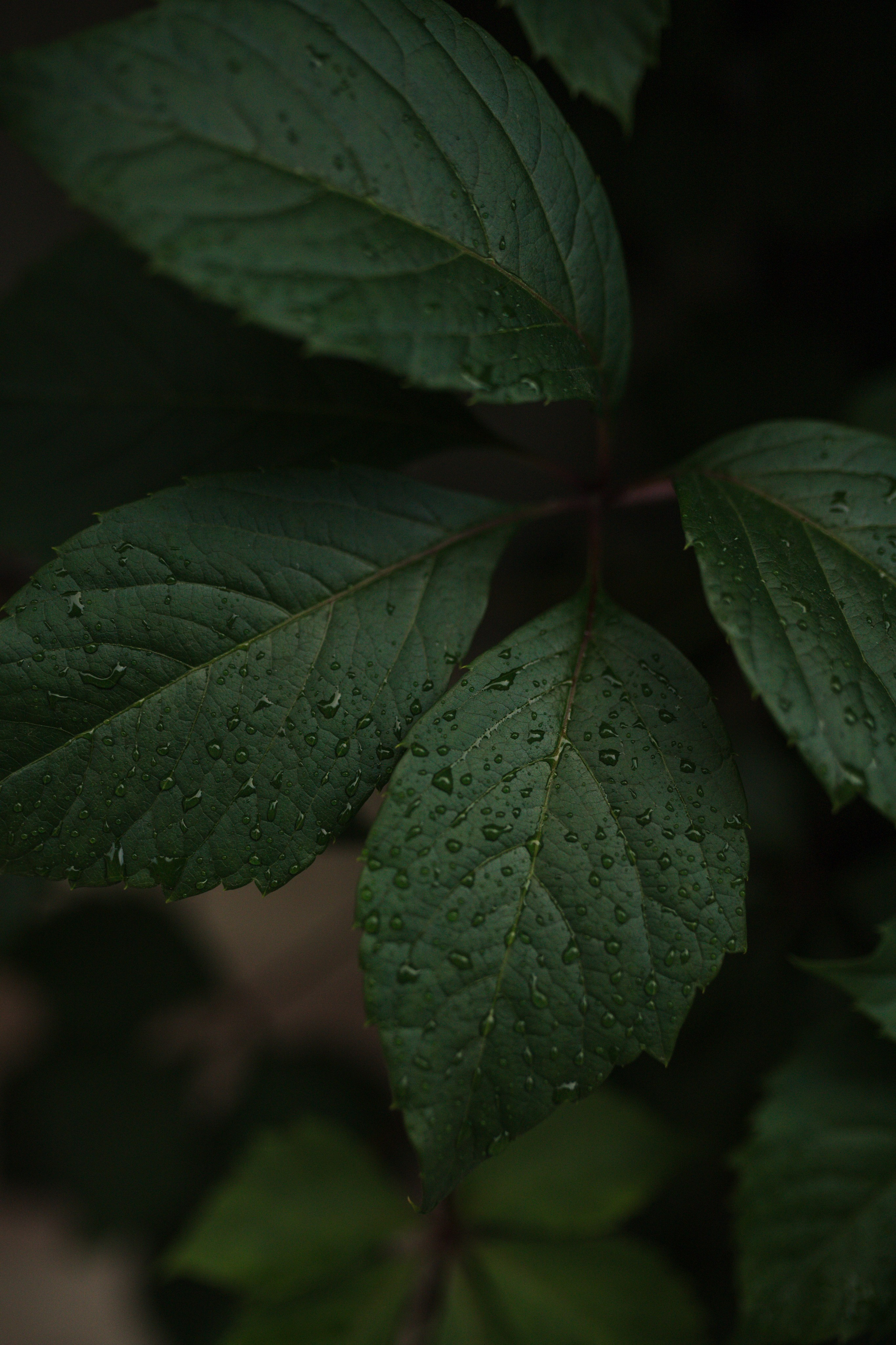 Оля и Рома. Годовщина свадьбы. Семейный фотограф Елизавета Увицкая