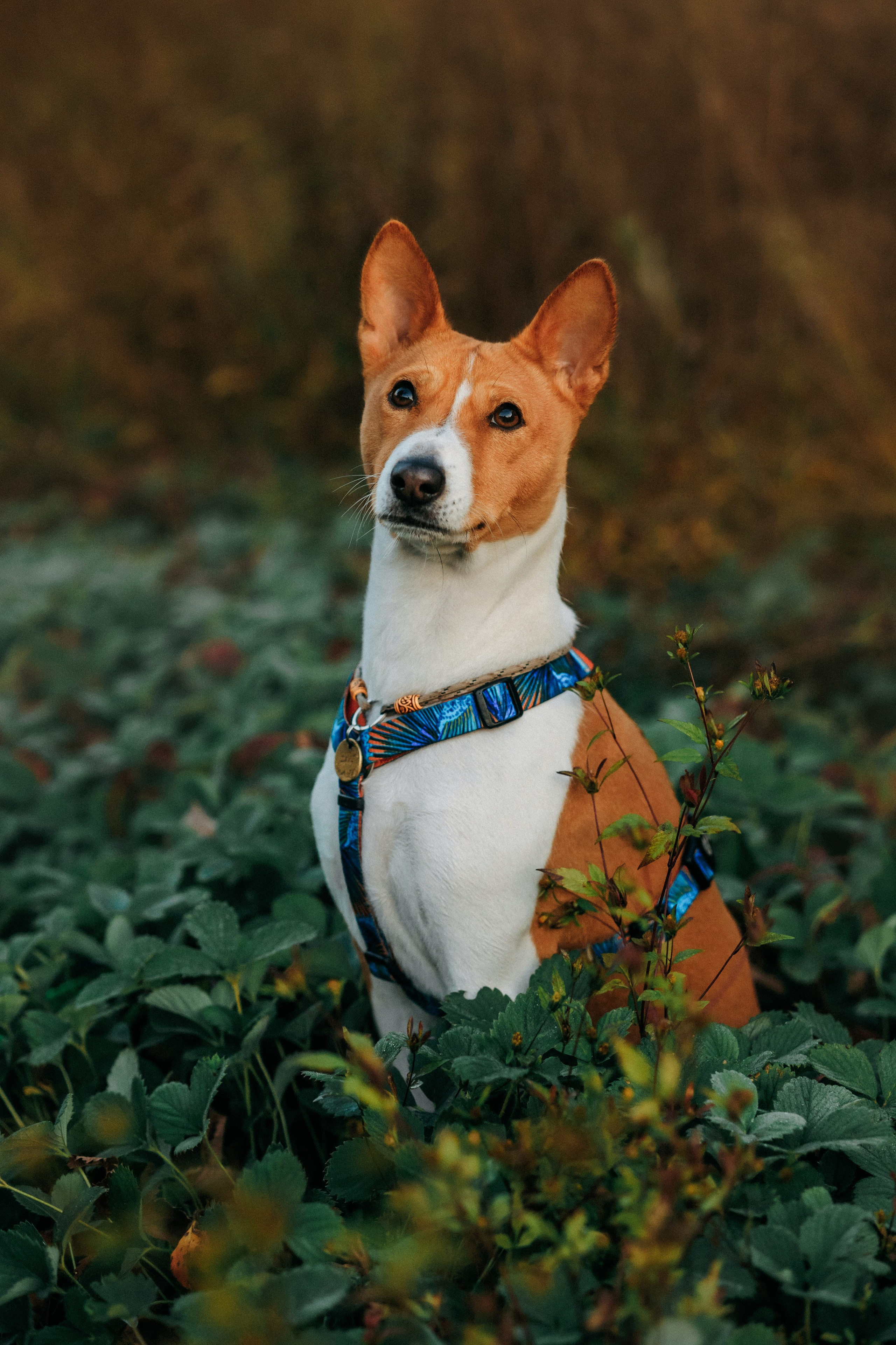 Лена и Джин. Фотограф-анималист Елена Радченко, Москва