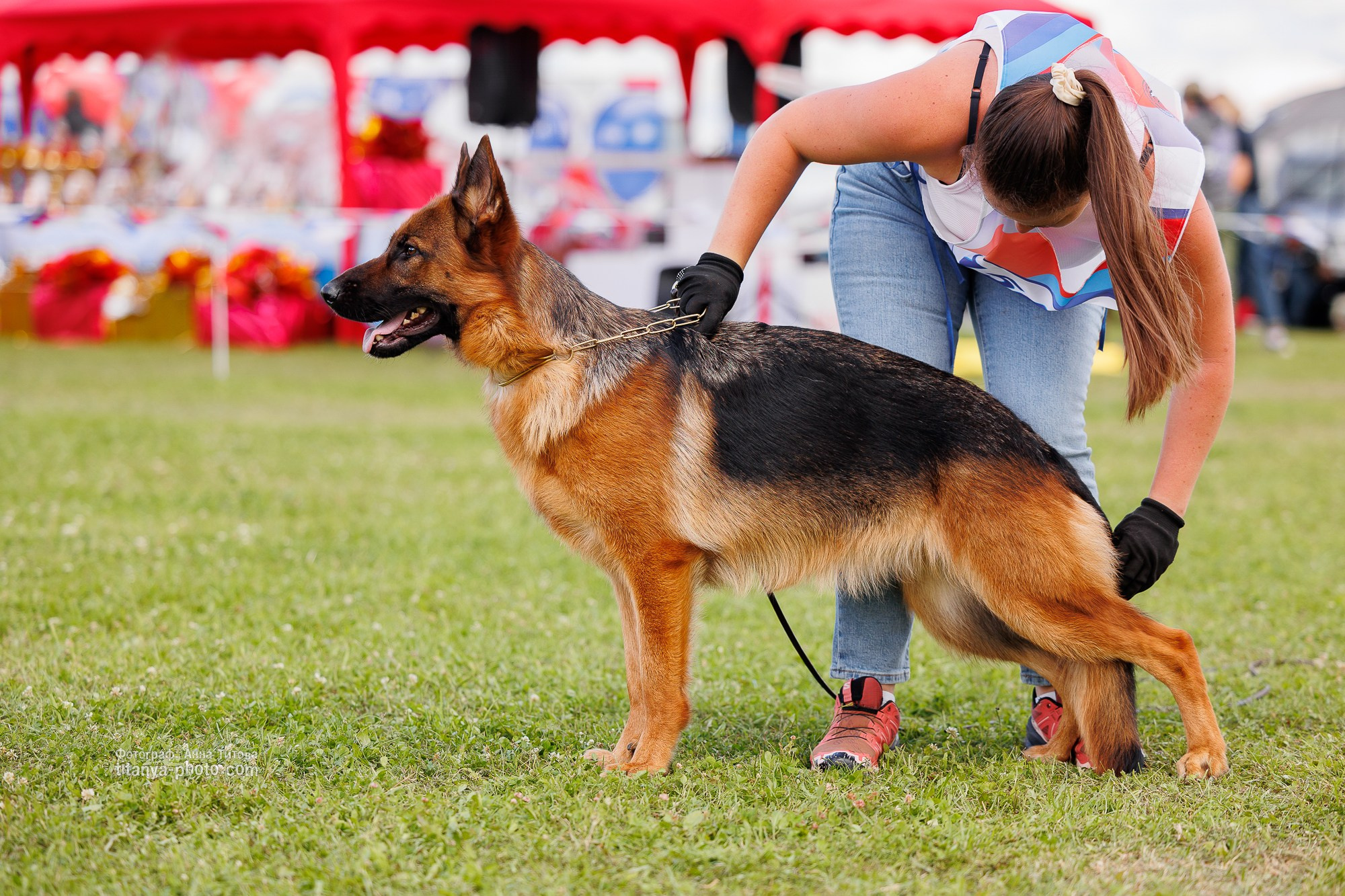 Немецкие овчарки: фото из рингов и вне ринга, мутпроба (фотографии с выставок). Фотограф собак, фотограф-анималист Аня Титова (Titanya). Москва