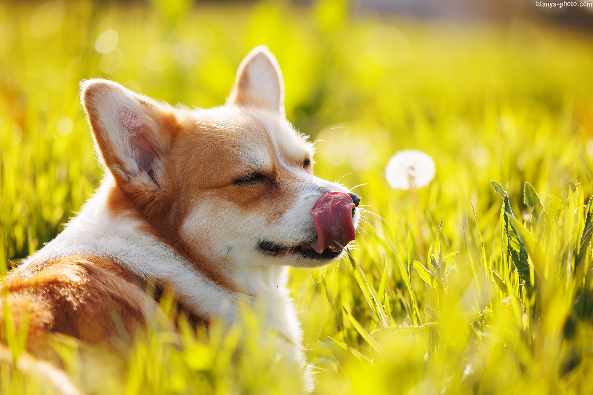 Корги Тесла. Фотограф собак, фотограф-анималист Аня Титова (Titanya). Москва
