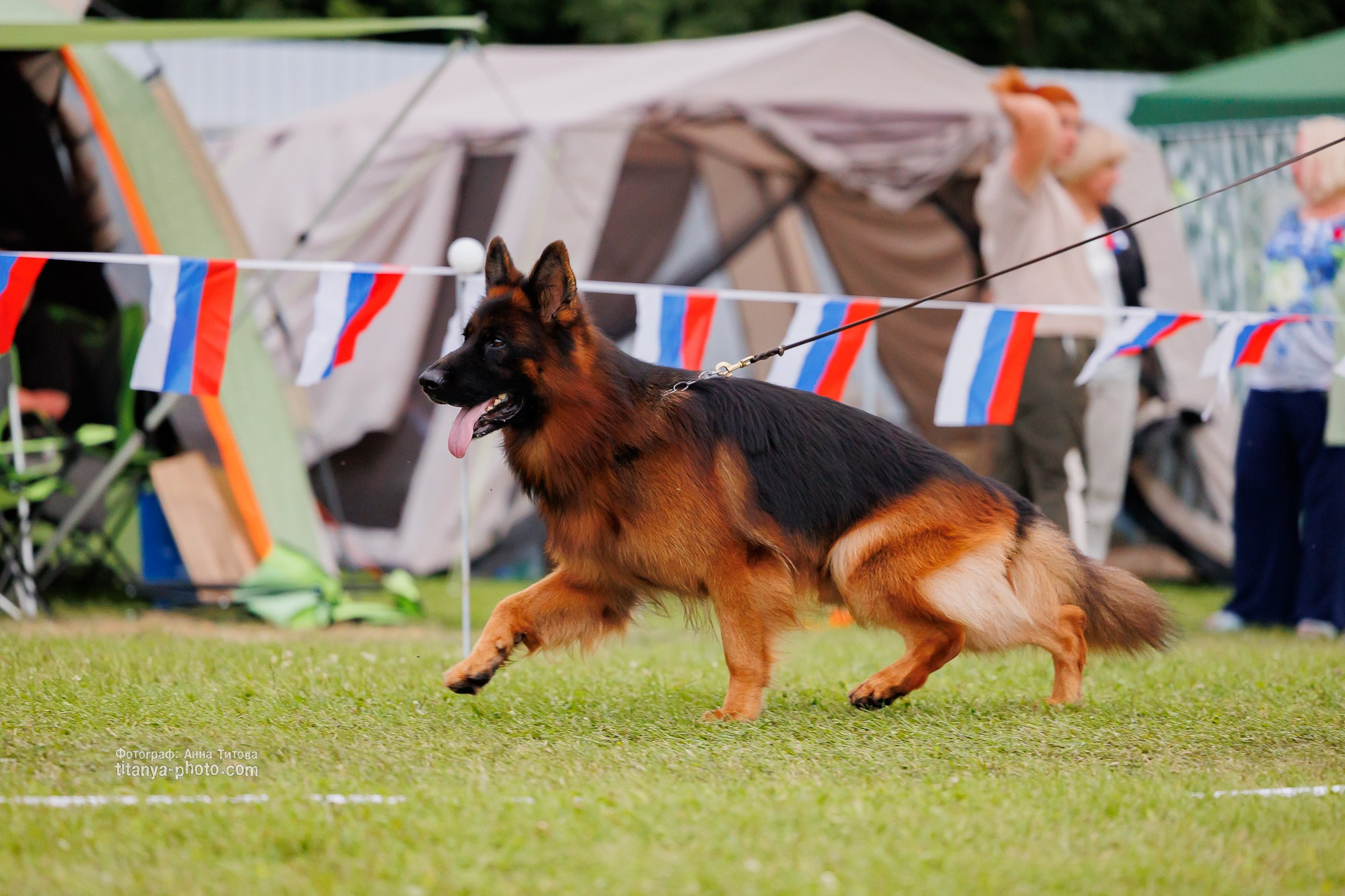 Немецкие овчарки: фото из рингов и вне ринга, мутпроба (фотографии с выставок). Фотограф собак, фотограф-анималист Аня Титова (Titanya). Москва