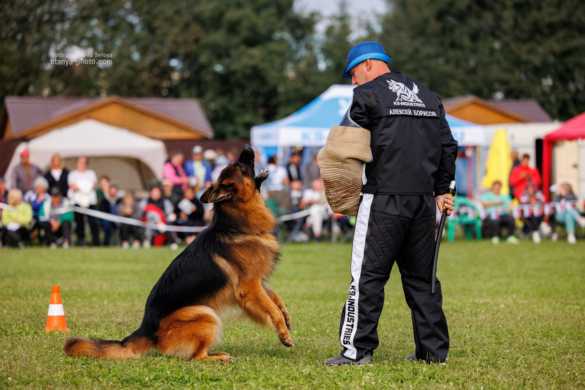 Немецкие овчарки: фото из рингов и вне ринга, мутпроба (фотографии с выставок). Фотограф собак, фотограф-анималист Аня Титова (Titanya). Москва