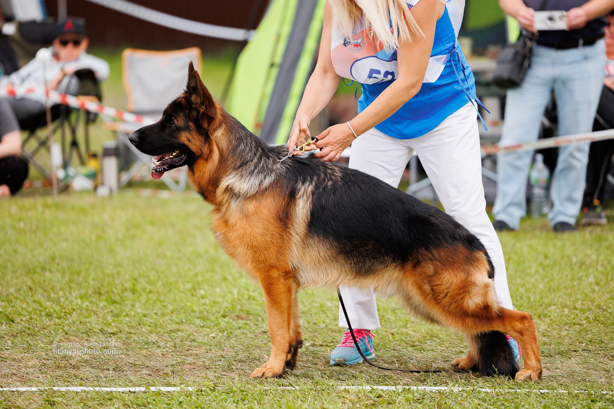 Немецкие овчарки: фото из рингов и вне ринга, мутпроба (фотографии с выставок). Фотограф собак, фотограф-анималист Аня Титова (Titanya). Москва