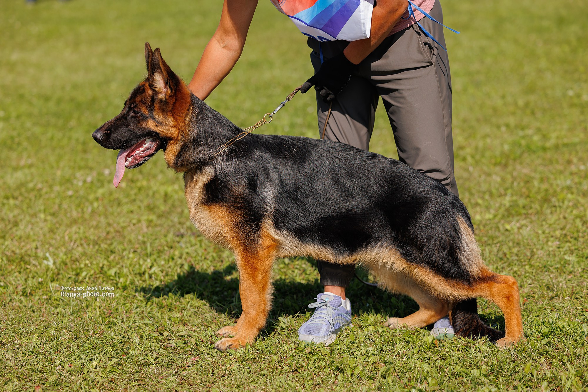 Немецкие овчарки: фото из рингов и вне ринга, мутпроба (фотографии с выставок). Фотограф собак, фотограф-анималист Аня Титова (Titanya). Москва