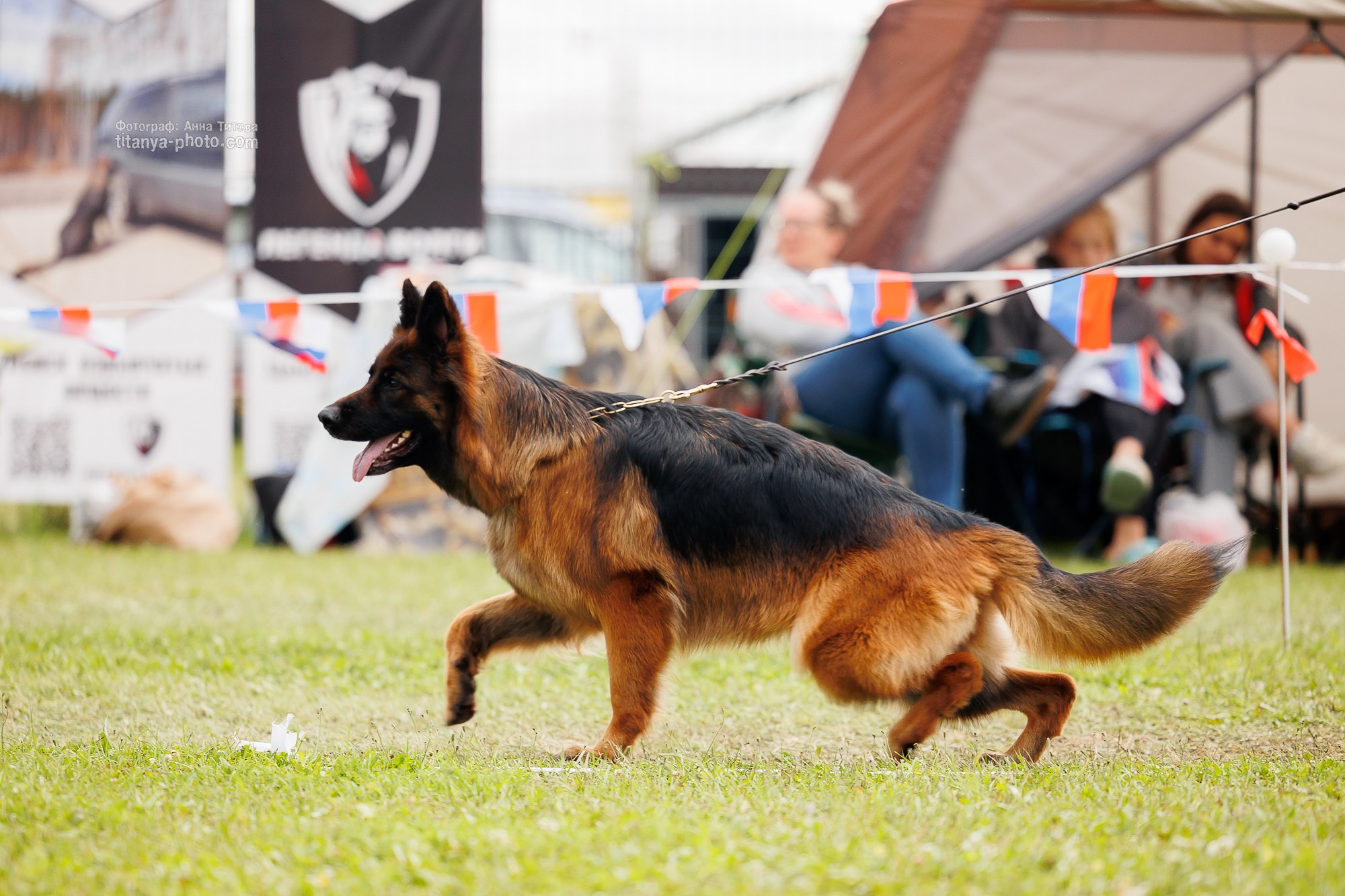 Немецкие овчарки: фото из рингов и вне ринга, мутпроба (фотографии с выставок). Фотограф собак, фотограф-анималист Аня Титова (Titanya). Москва
