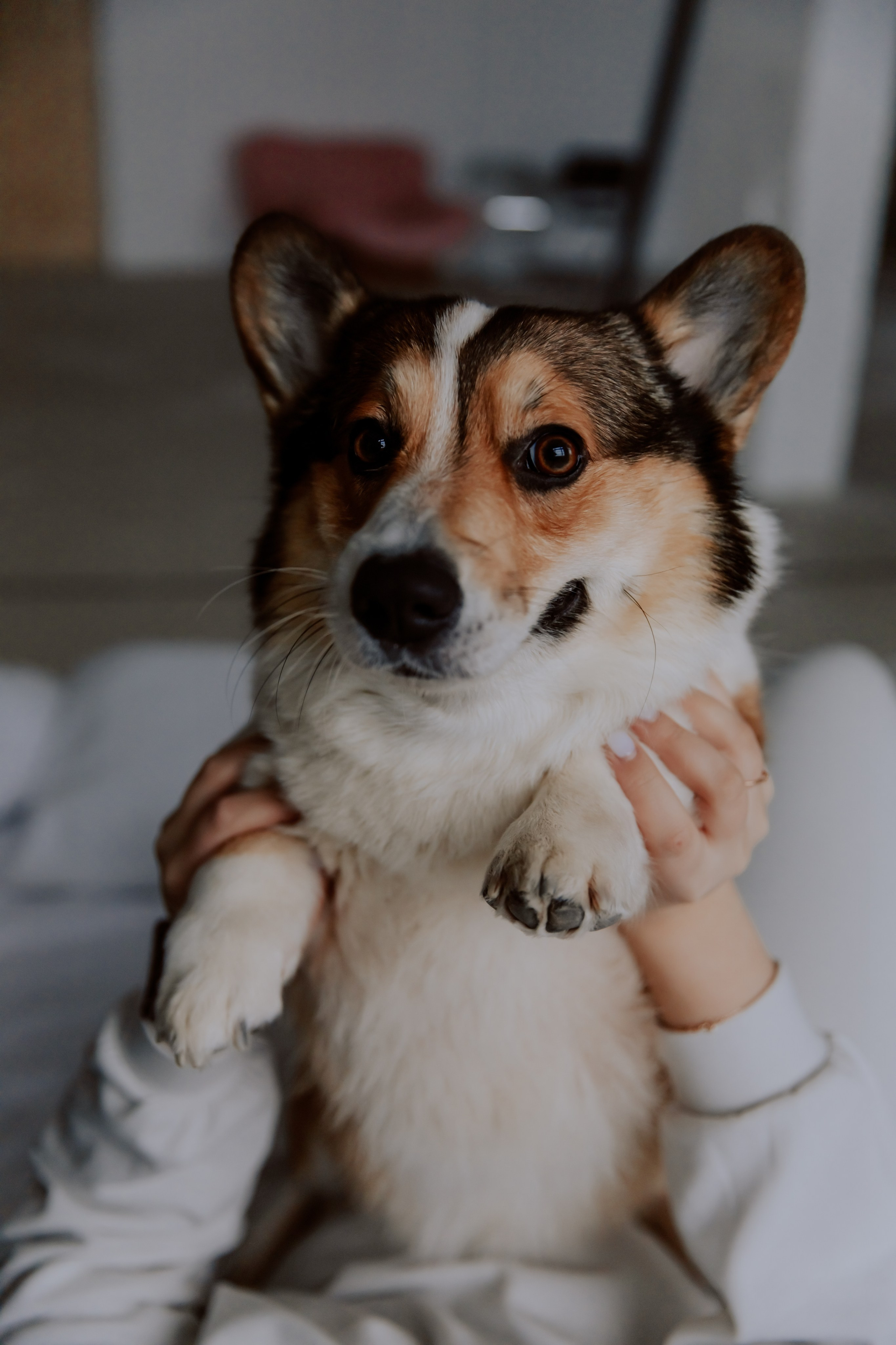 Саша, Илья и песик Кураж. Фотограф, который снимает любовь в Санкт-Петербурге и Череповце