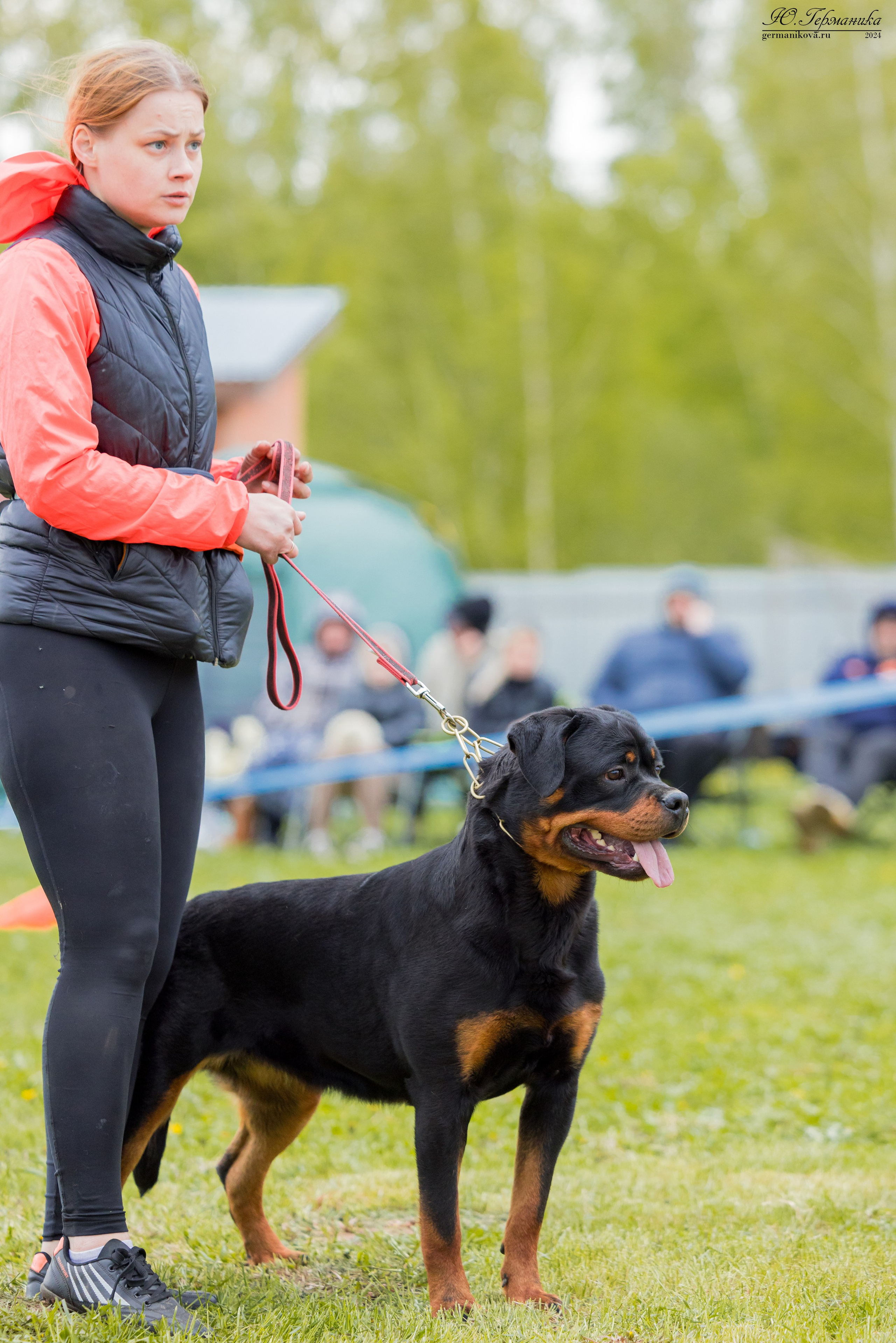 Нижний Новгород 11-12.05.2024 моно ротвейлеров. Фотограф-анималист Юлия Германика