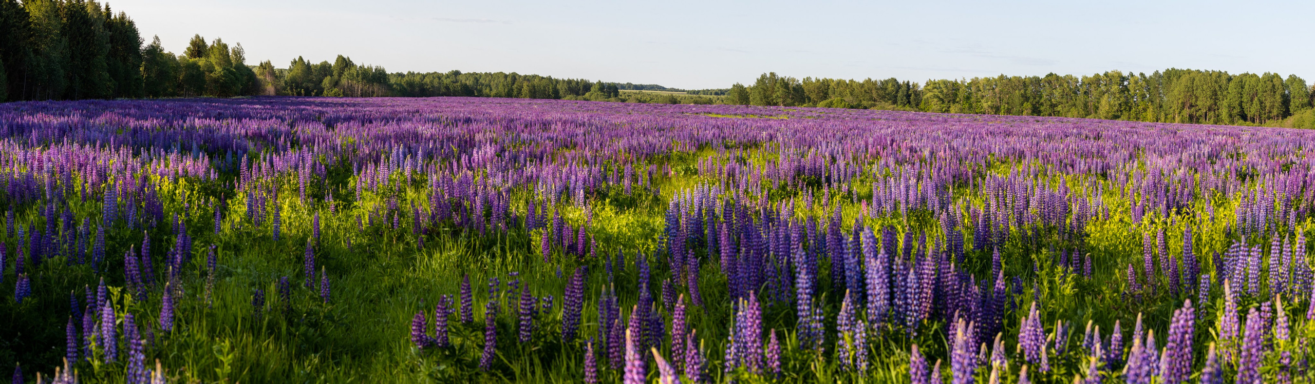 Портретики. Фотограф в Вязьме
