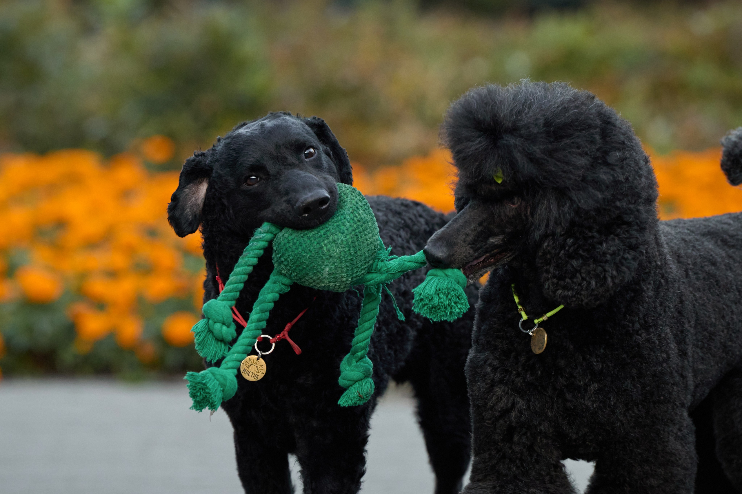 Альбина. Марфа и Мистик. Прогулка в парке. Фотограф анималист в Казани Алина Сулейманова. Фотограф животных