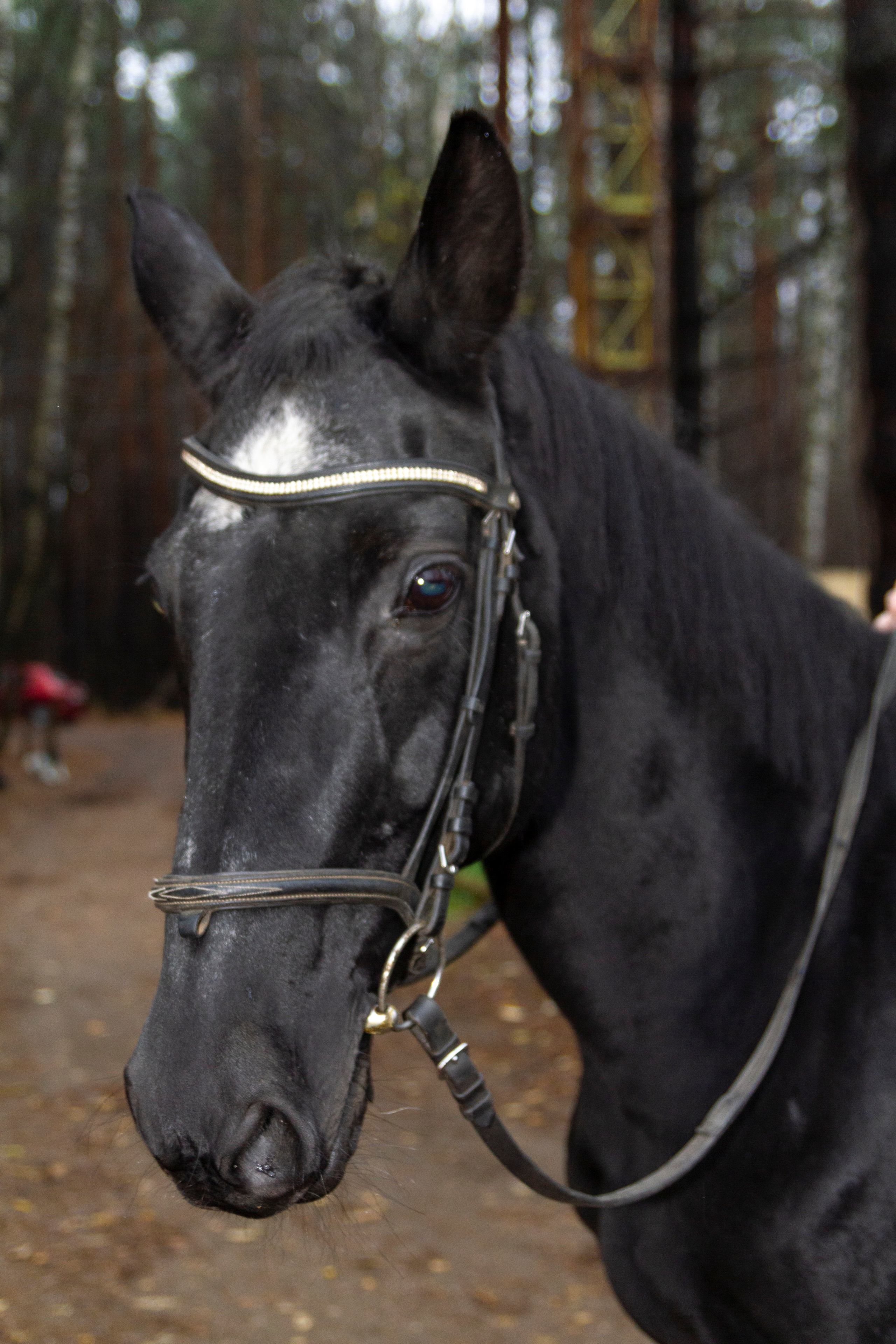Фотосессии с лошадью. Репортажный, Event фотограф в Санкт-Петербурге и ЛО Морозов Дмитрий