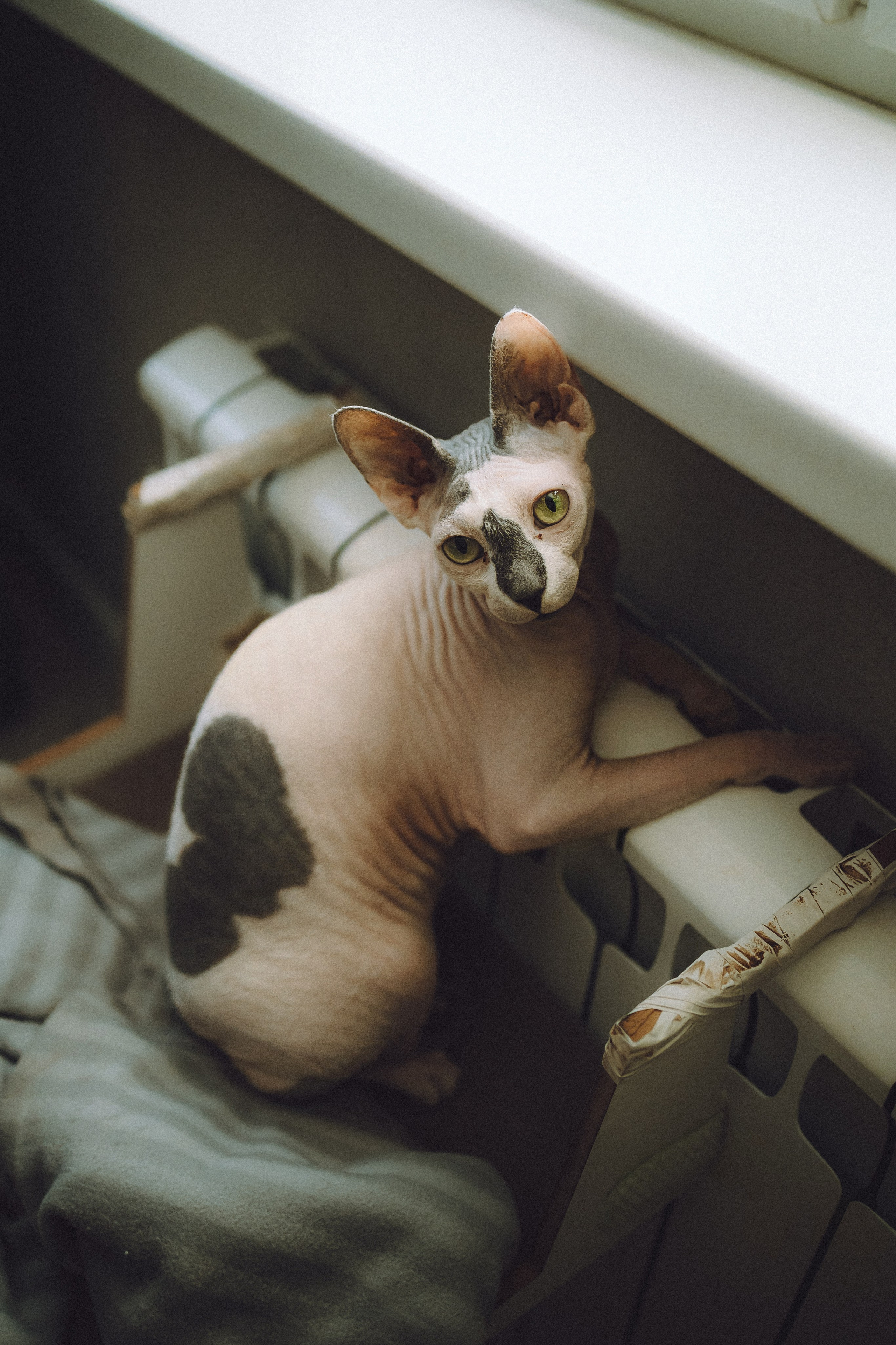 Топик и его семья