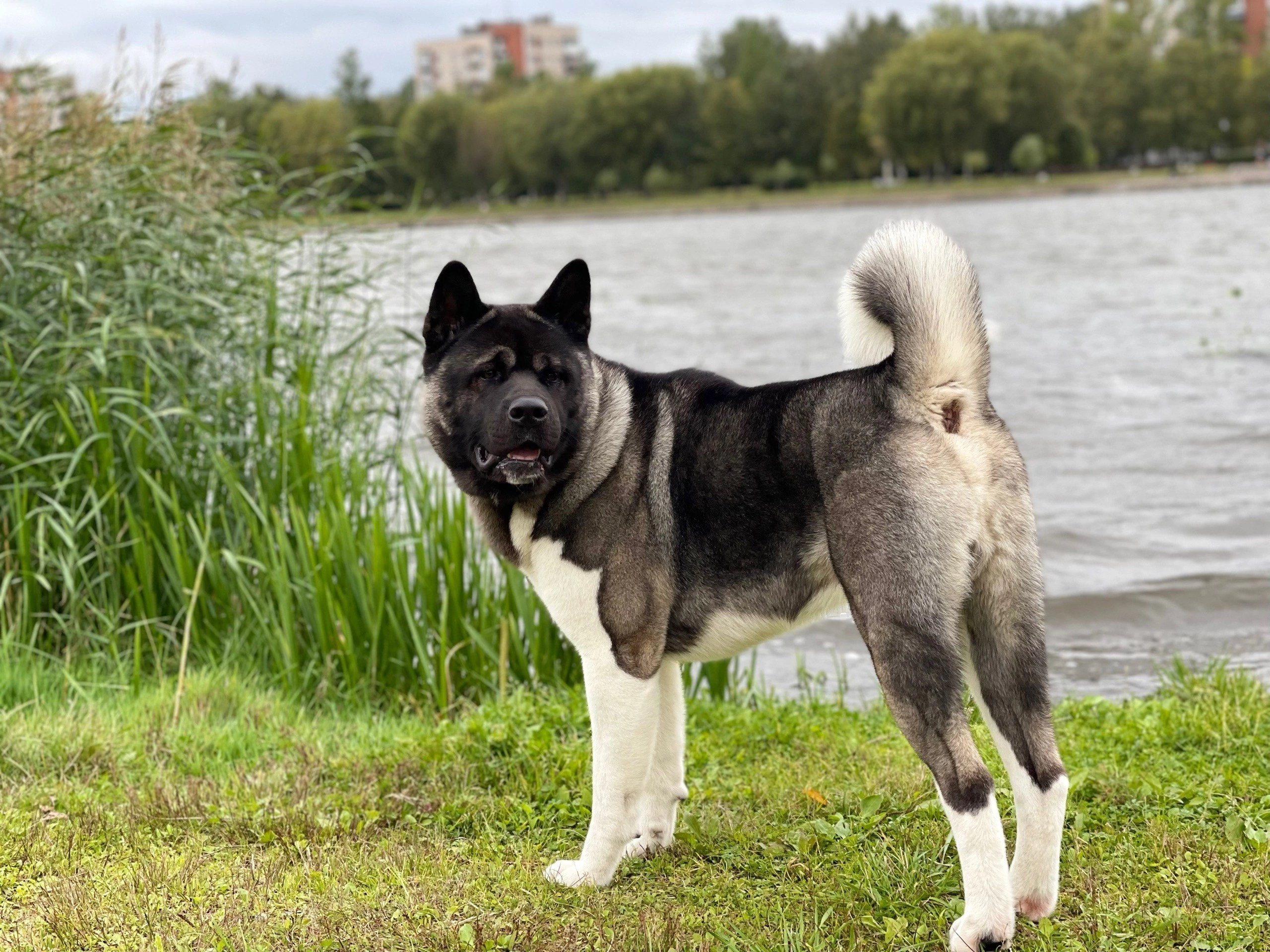 RUBYLIGHT Kamillus. AMERICAN AKITA RUBYLIGHT KENNEL I SHIBA-INU