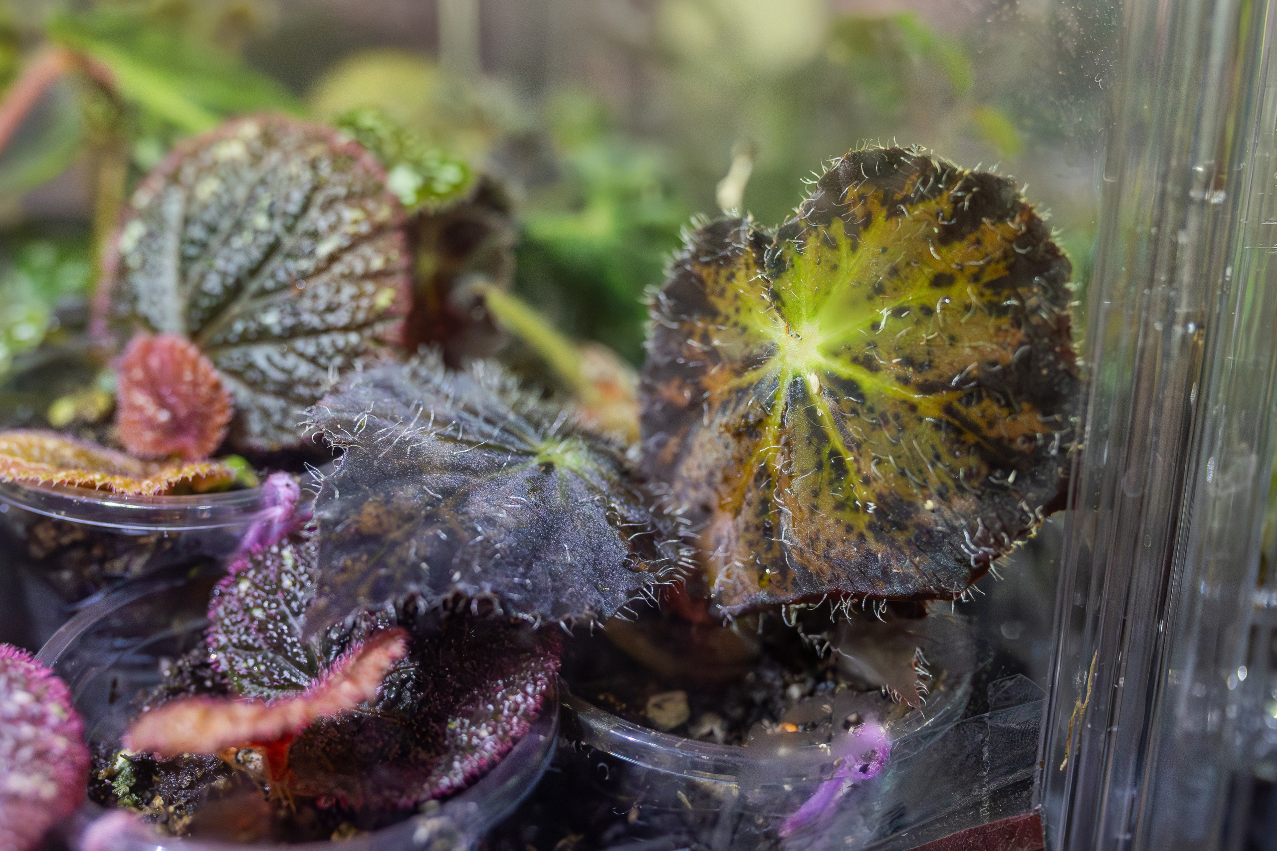 Монстериум апрель 2026. Александра Куликова фотограф, Москва