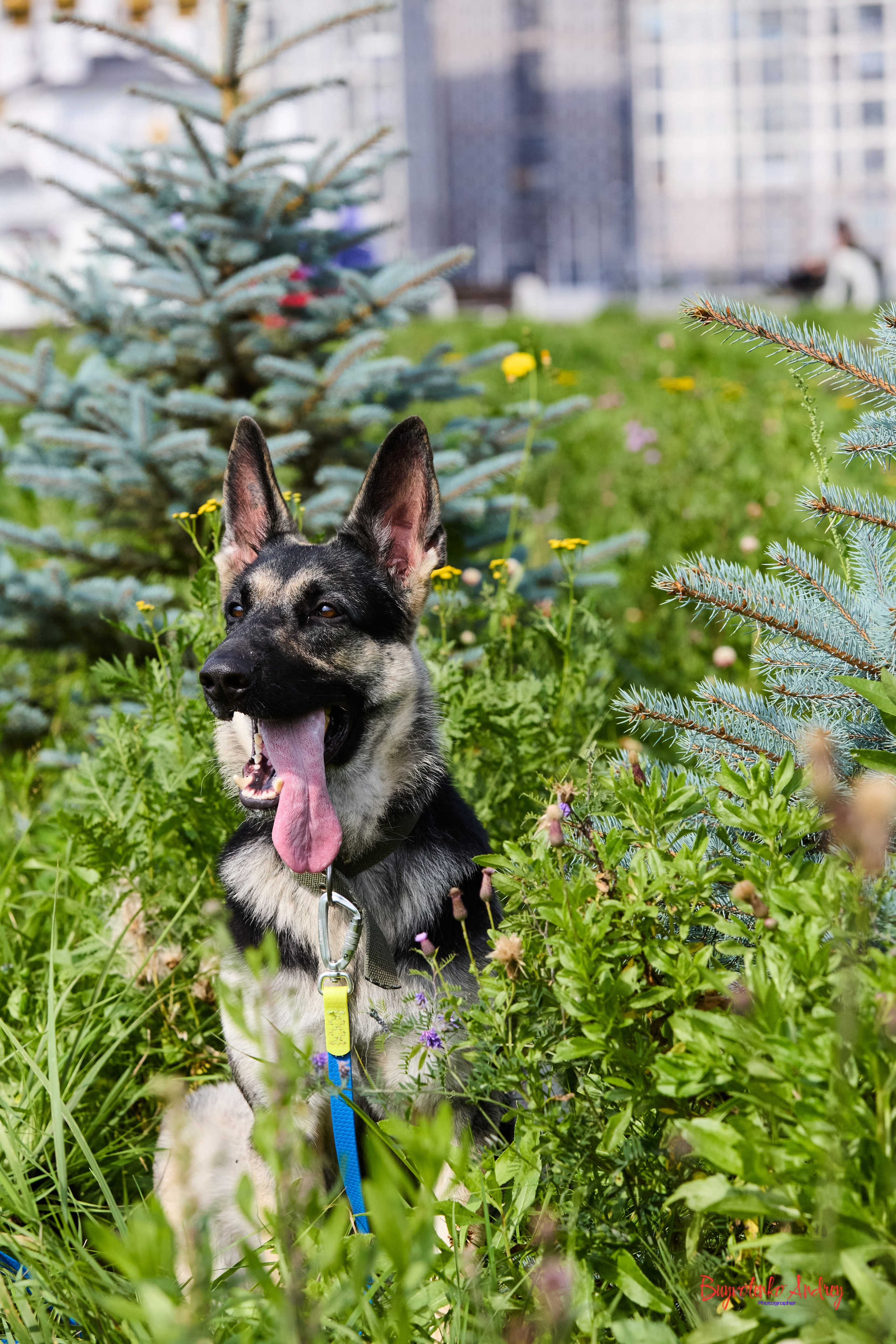 Проект фотопрогулка с хвостиком. Buyvolenko Andrey