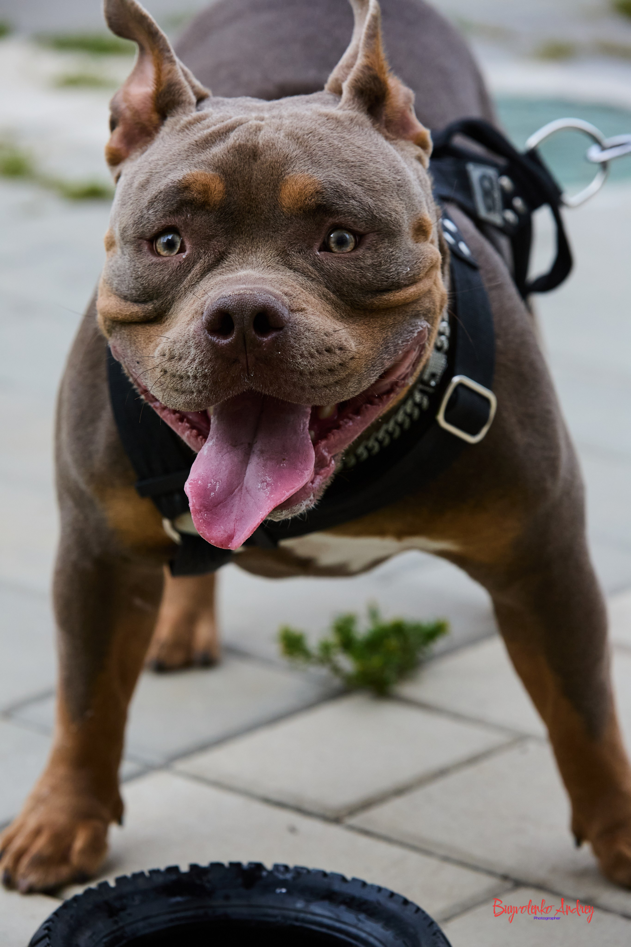 Проект фотопрогулка с хвостиком. Buyvolenko Andrey