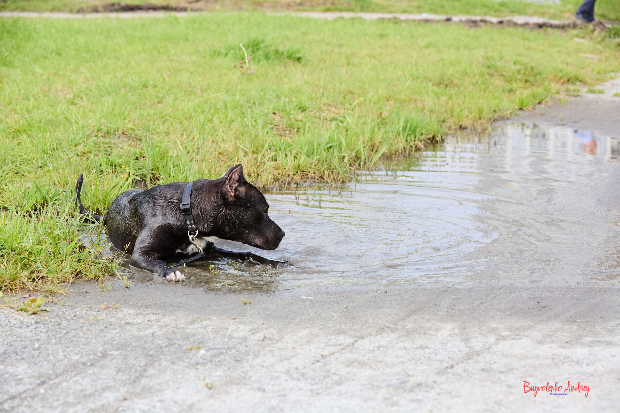 Проект фотопрогулка с хвостиком. Buyvolenko Andrey