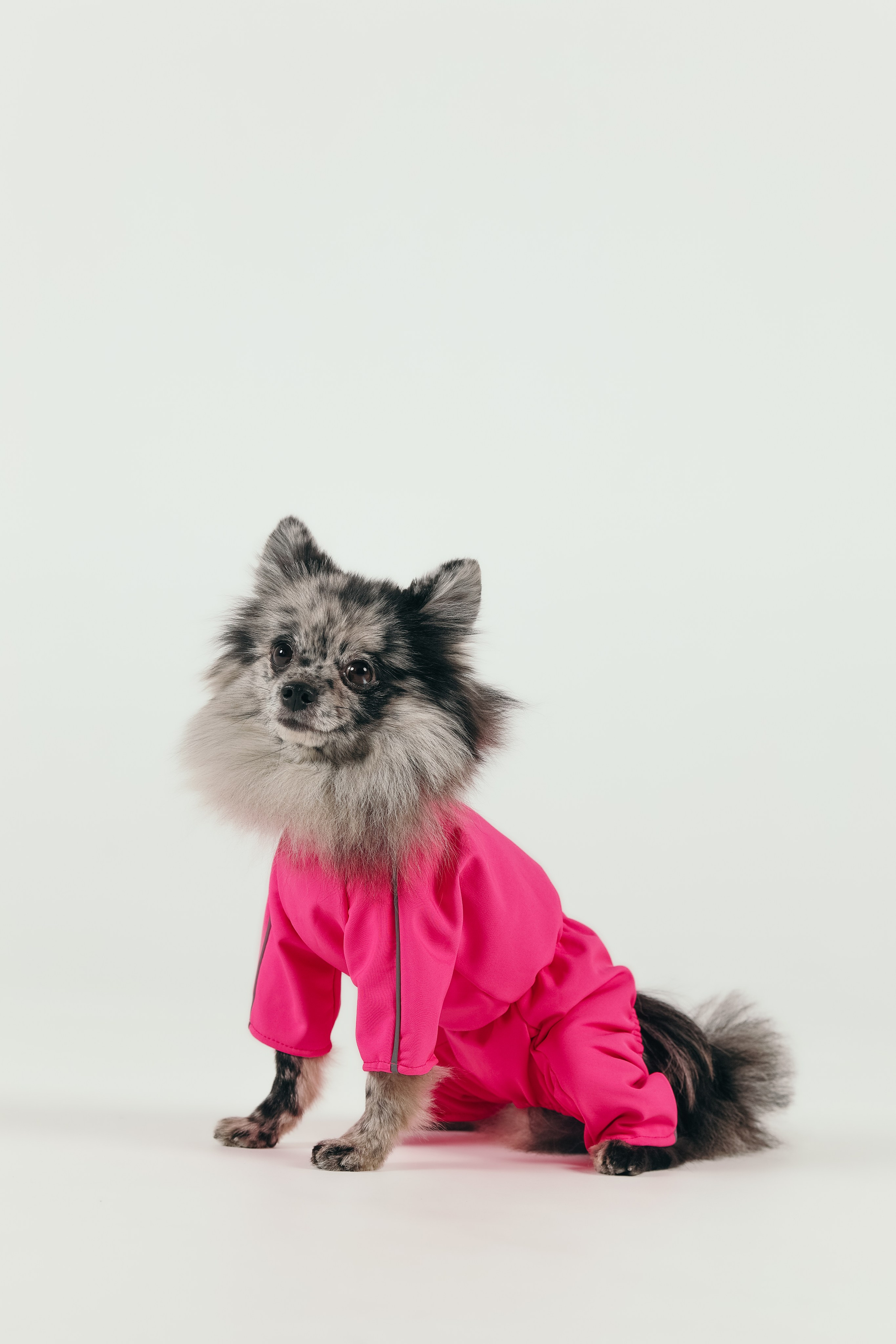 Для брендов. Фотограф- анималист Санкт-Петербург