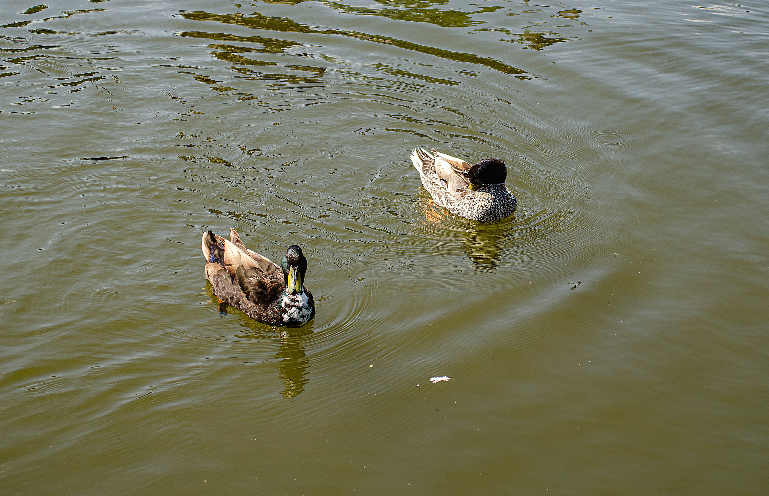 Птицы.Животные. Sreda fotoArt