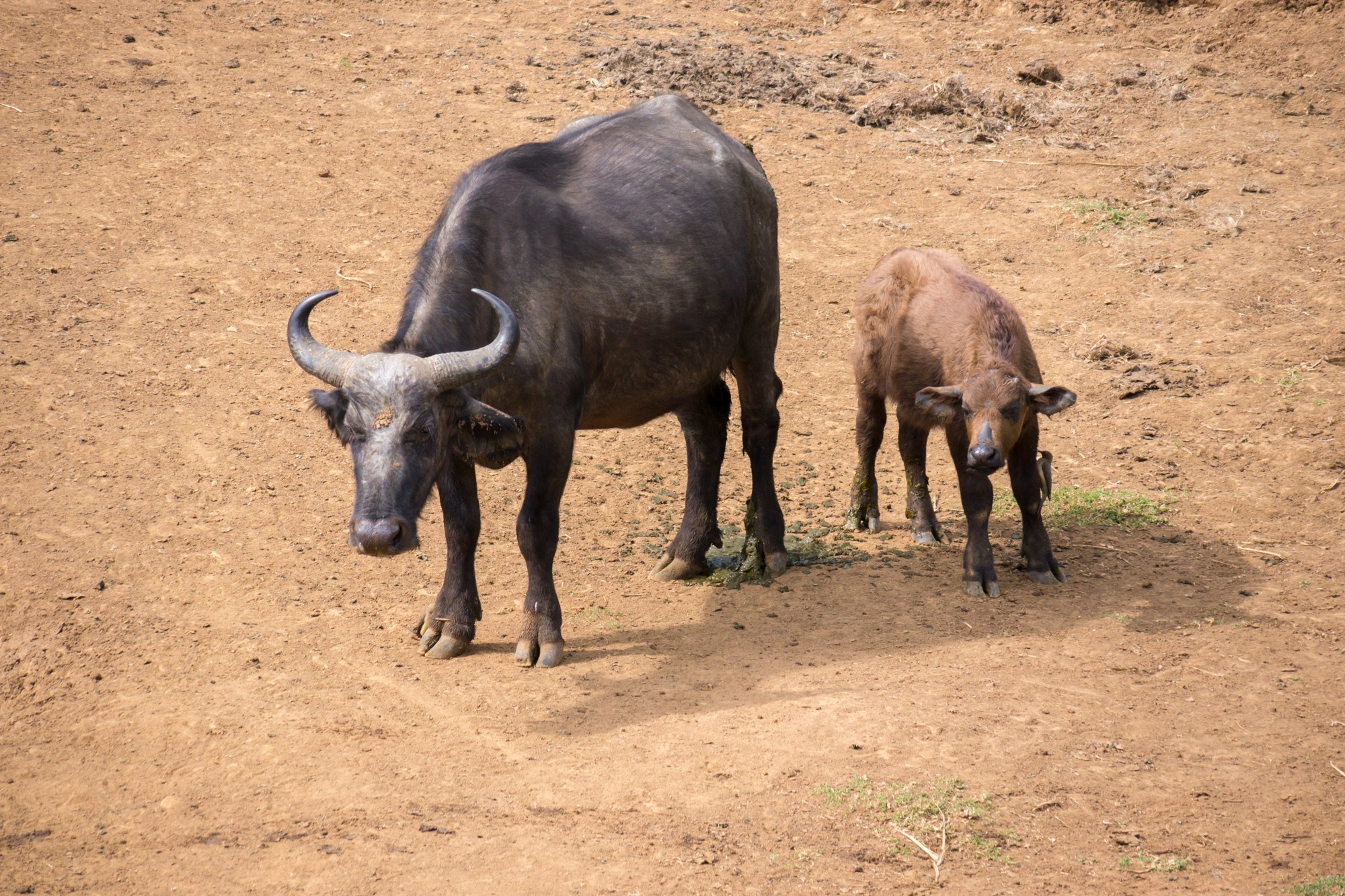 Африка. Кения. Фотосъёмка животных в африканской саванне. Фотограф Алексей Скоробогатько