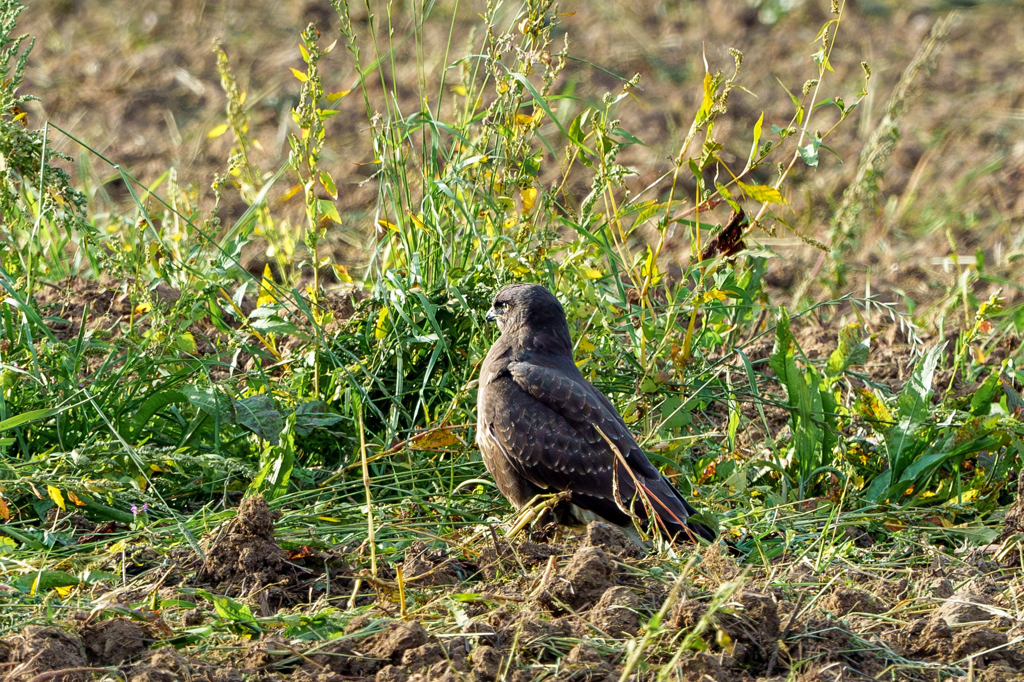 Удивительные мир птиц. Вокруг нас столько прекрасного — присмотритесь!. Ваш личный фотограф Марина Волкова