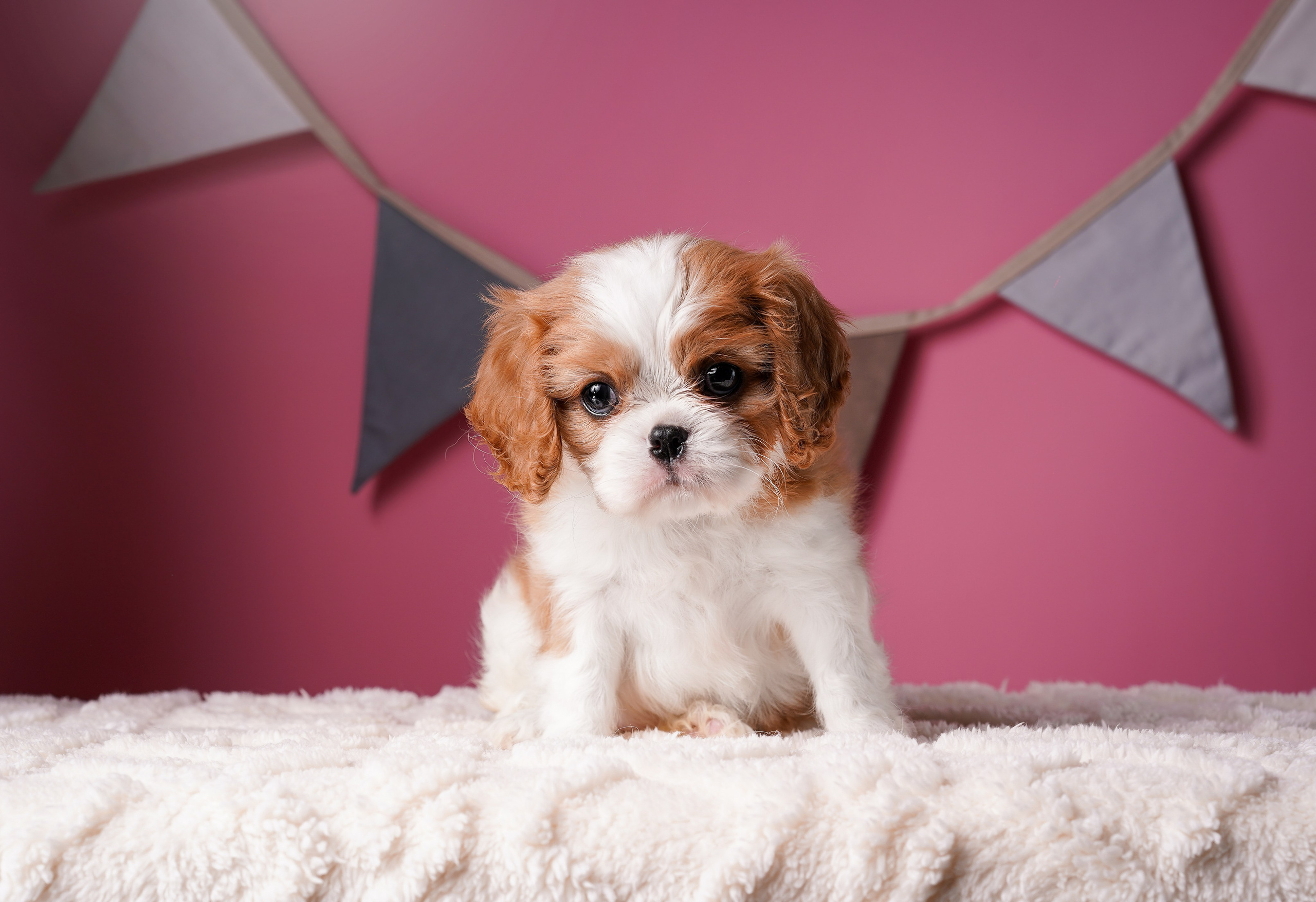 Щенки кавалера. Фотограф-анималист в Санкт-Петербурге Яна Мартынова
