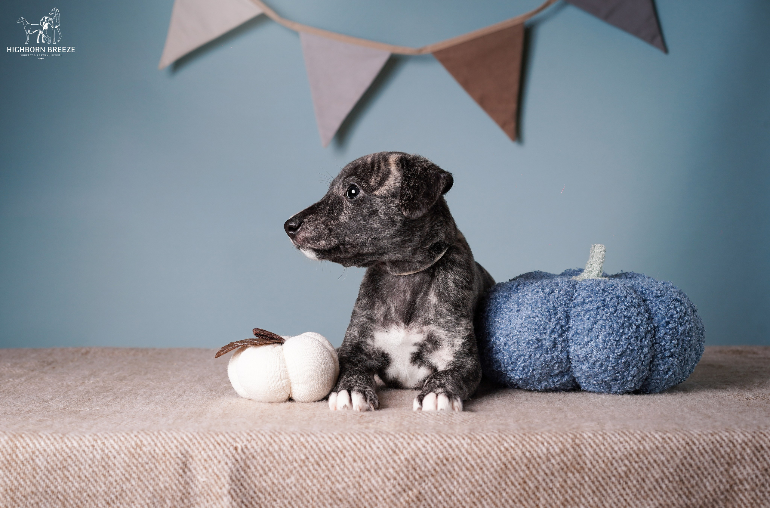 Щенки уиппета. Фотограф-анималист в Санкт-Петербурге Яна Мартынова